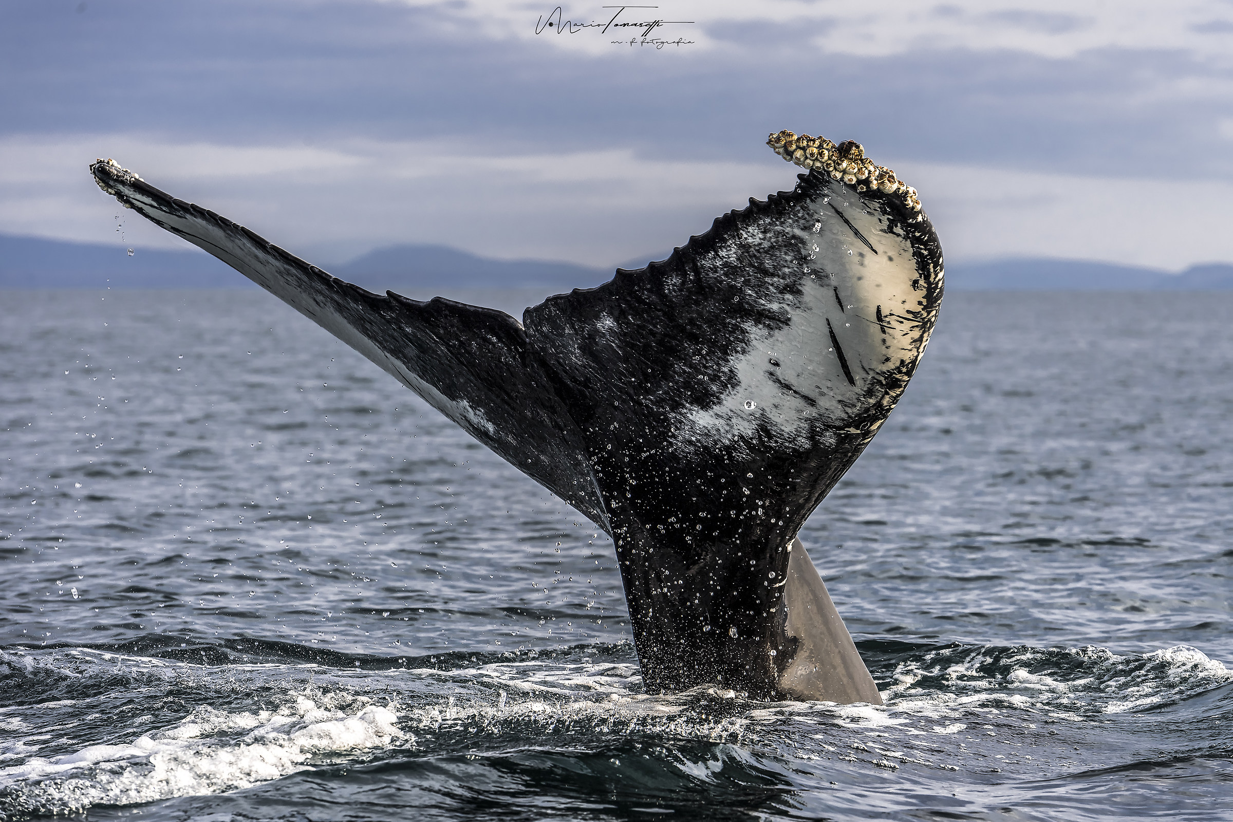 Whale Husavik