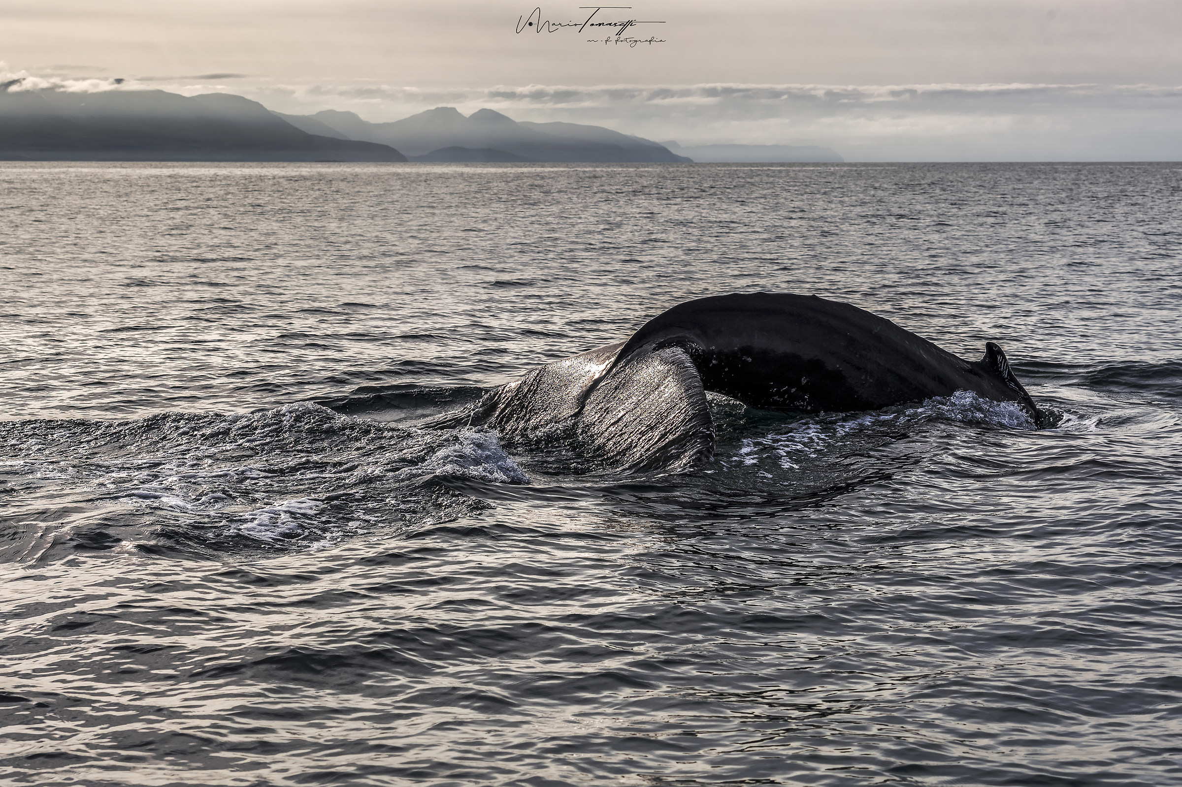 Whale Husavik