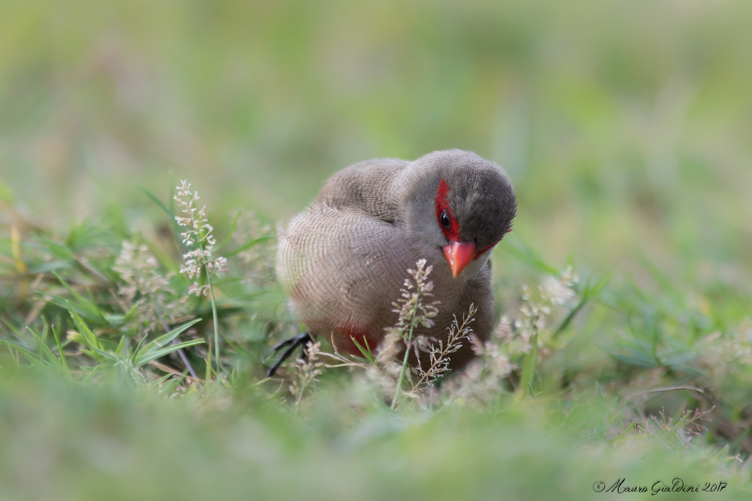 Astrilde di Sant'Elena
