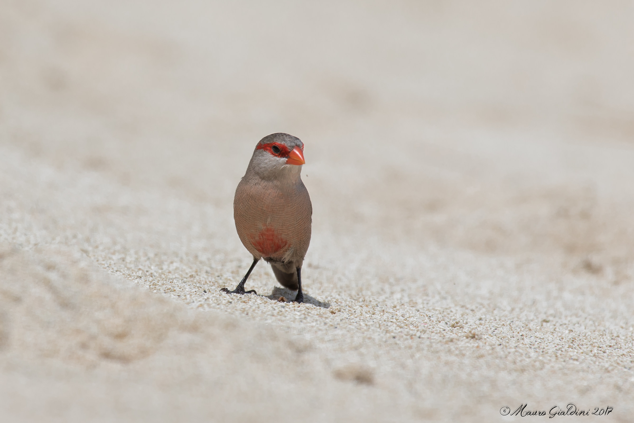 Astrilde di Sant'Elena