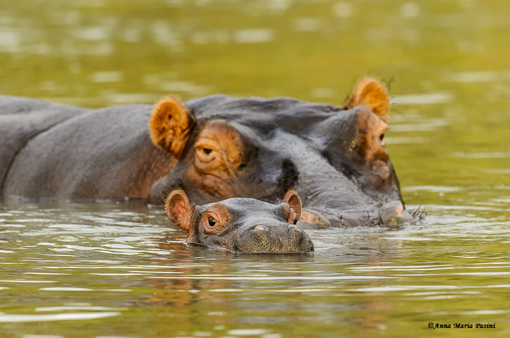 Mamma Hippo with puppy