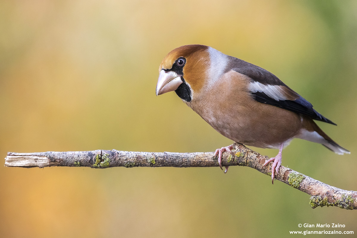 Common coat / coccothraustes coccothraustes