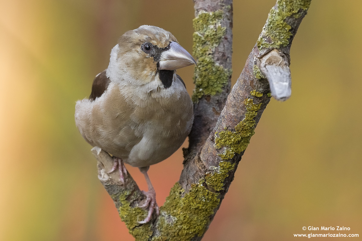 Common coat / coccothraustes coccothraustes