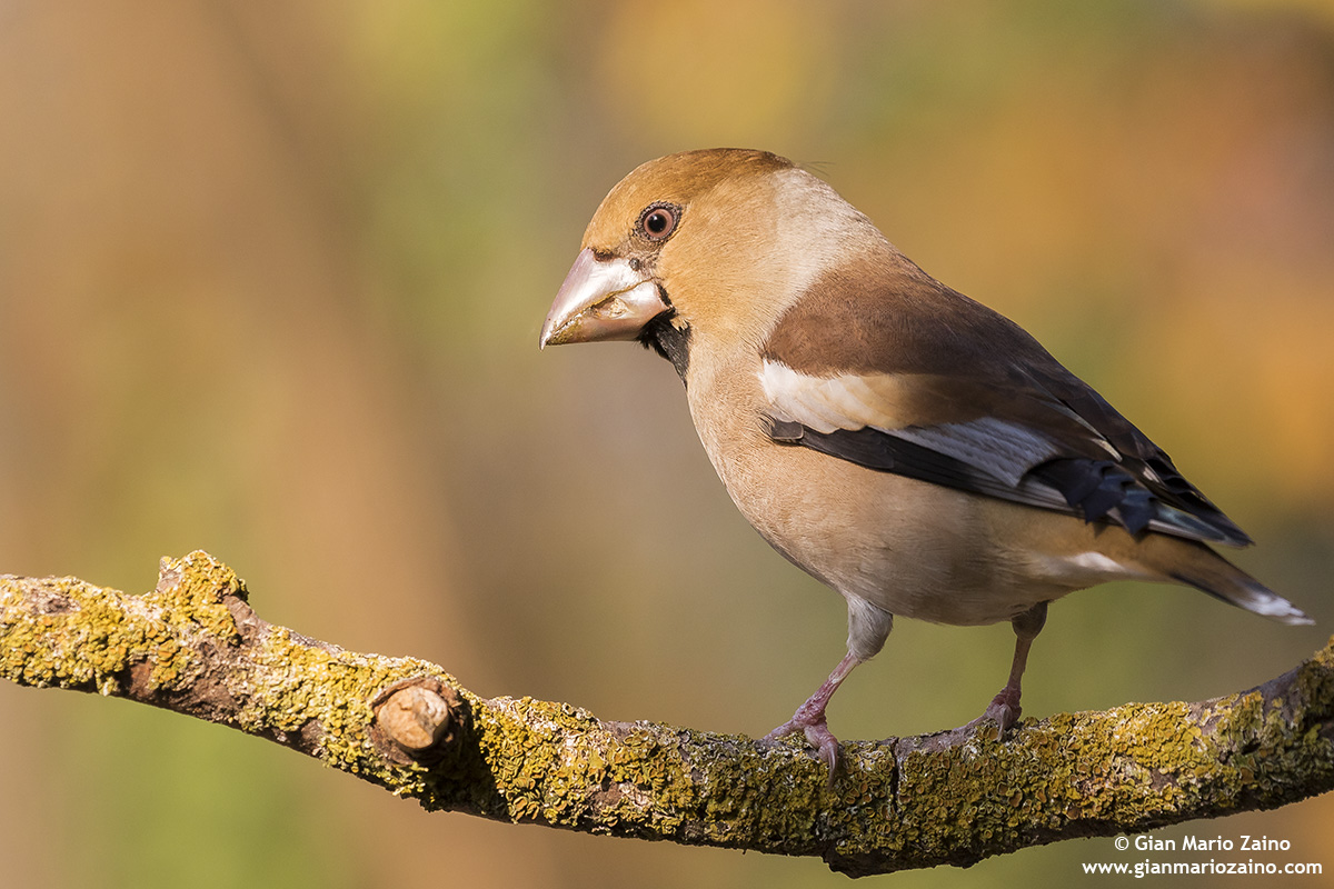 Common coat / coccothraustes coccothraustes