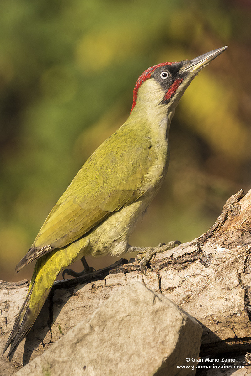 Picus viridis / Green woodpecker