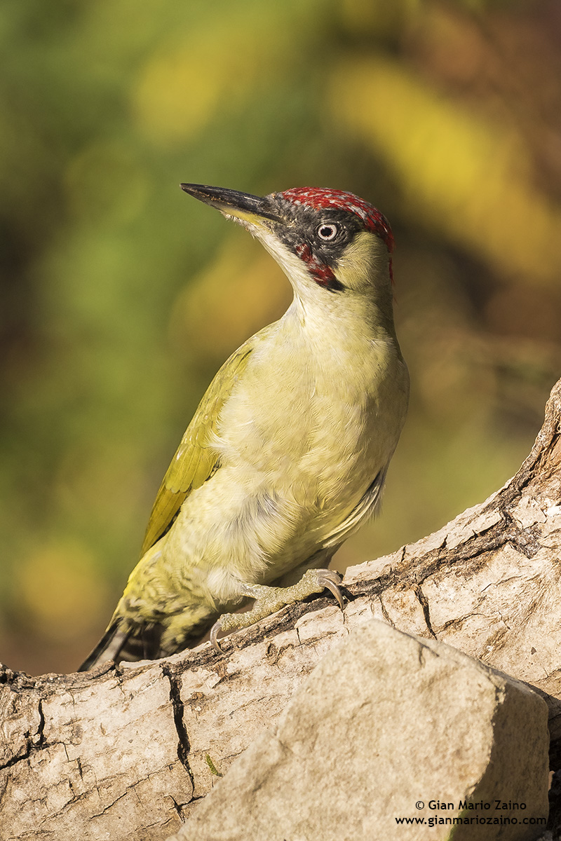 Picus viridis / Green woodpecker