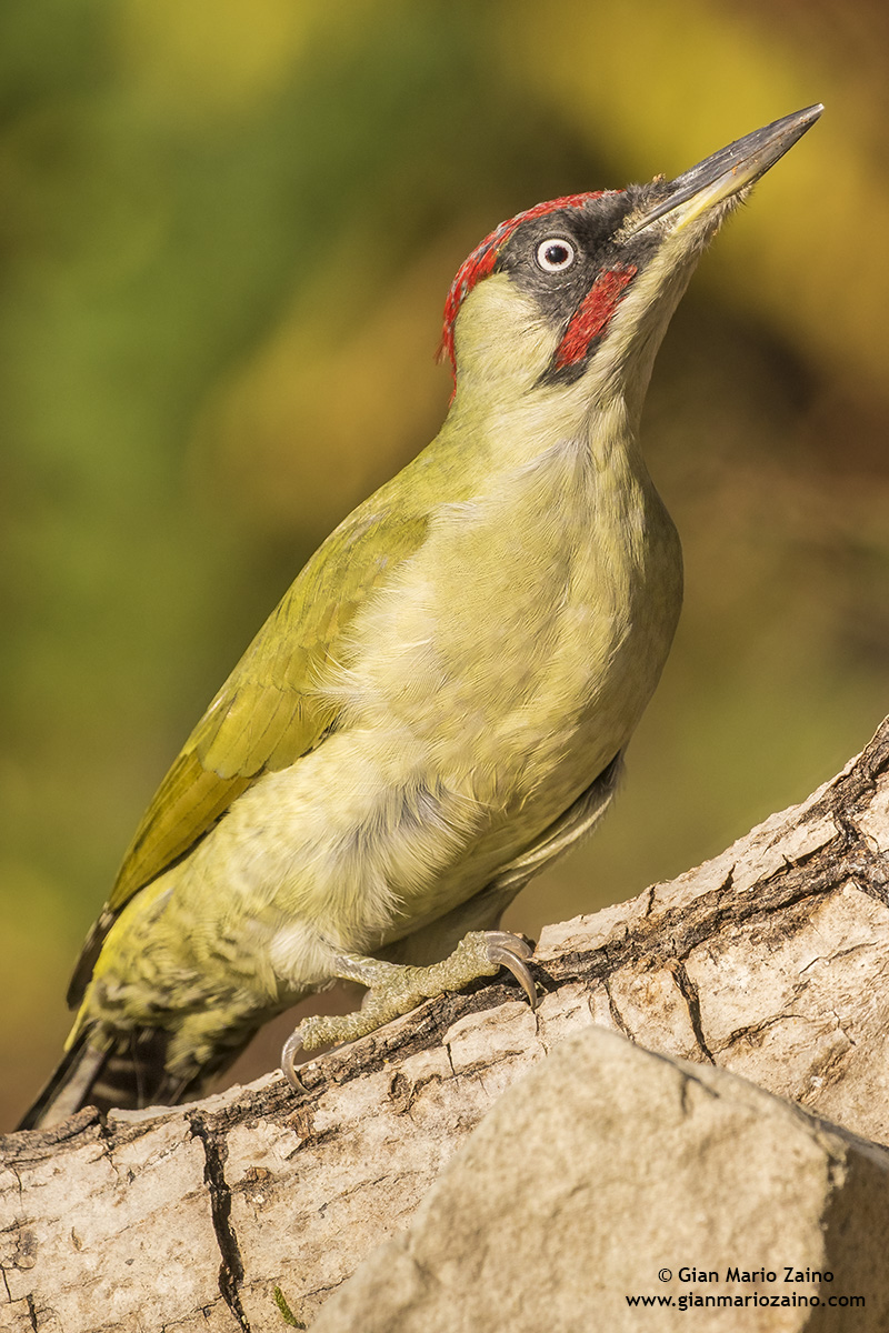 Picus viridis / Green woodpecker