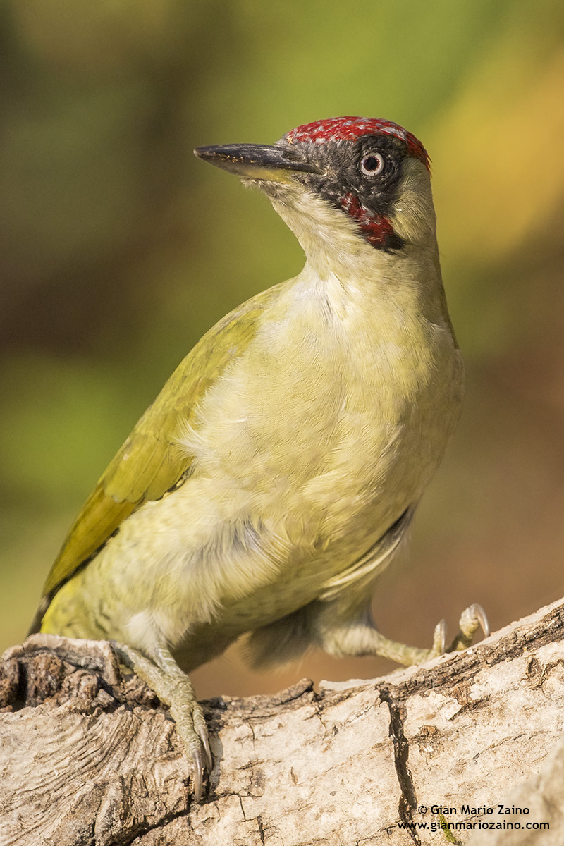 Picus viridis / Green woodpecker