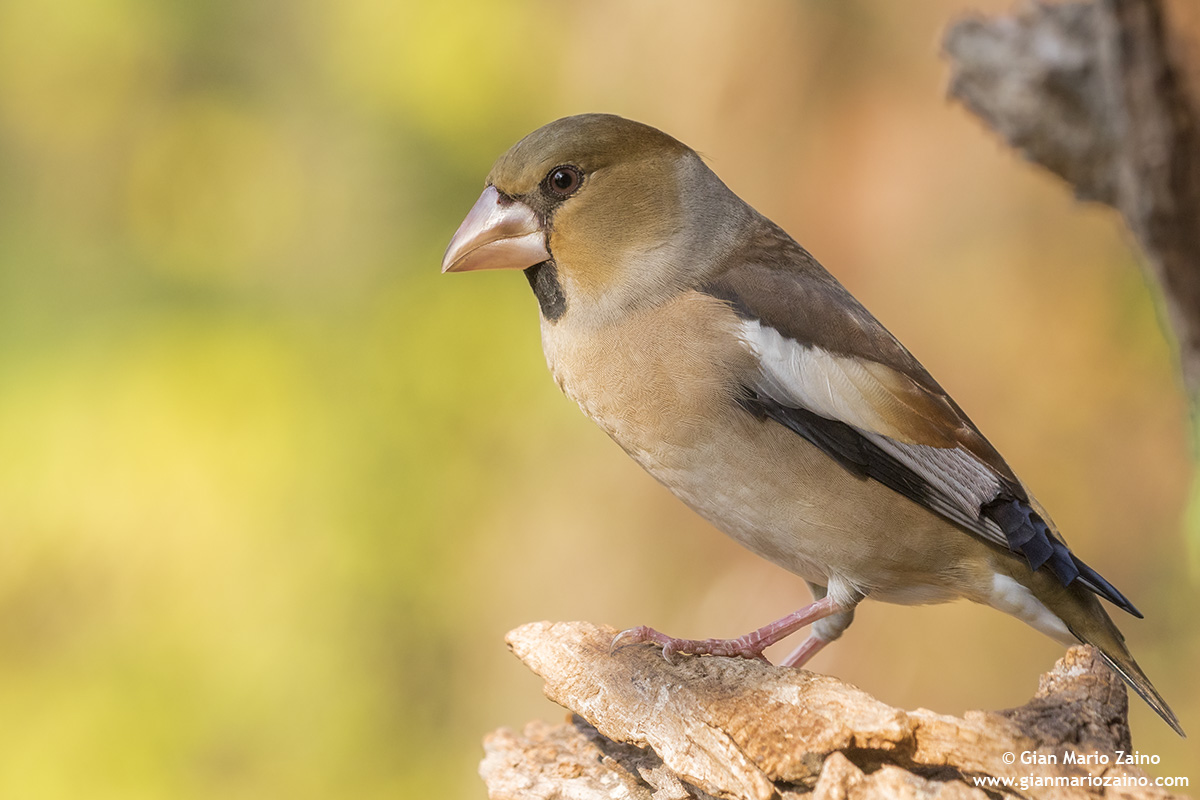 Common coat / coccothraustes coccothraustes