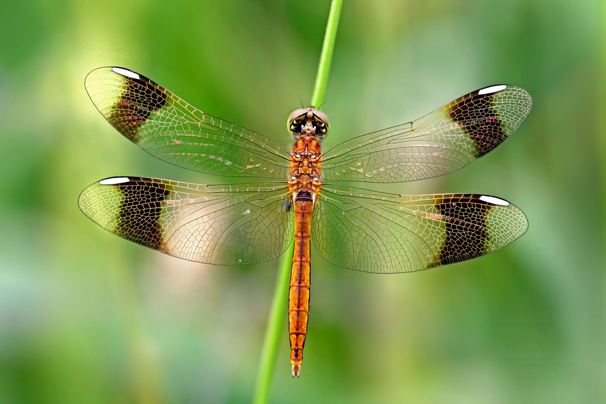 Sympetrum Pedemontanum
