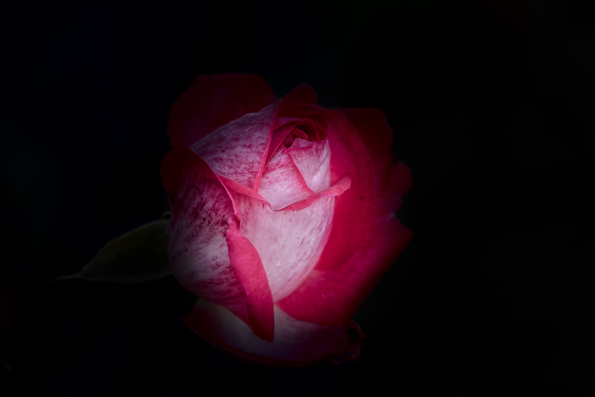 The Last Rose ... !!!