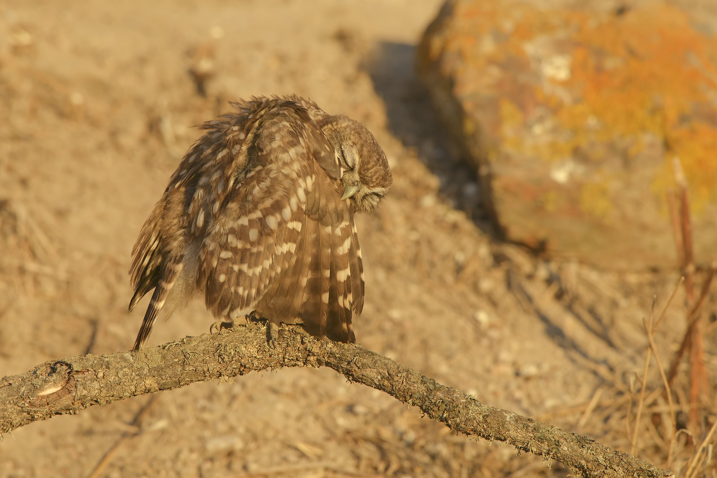 young owl in cleaning