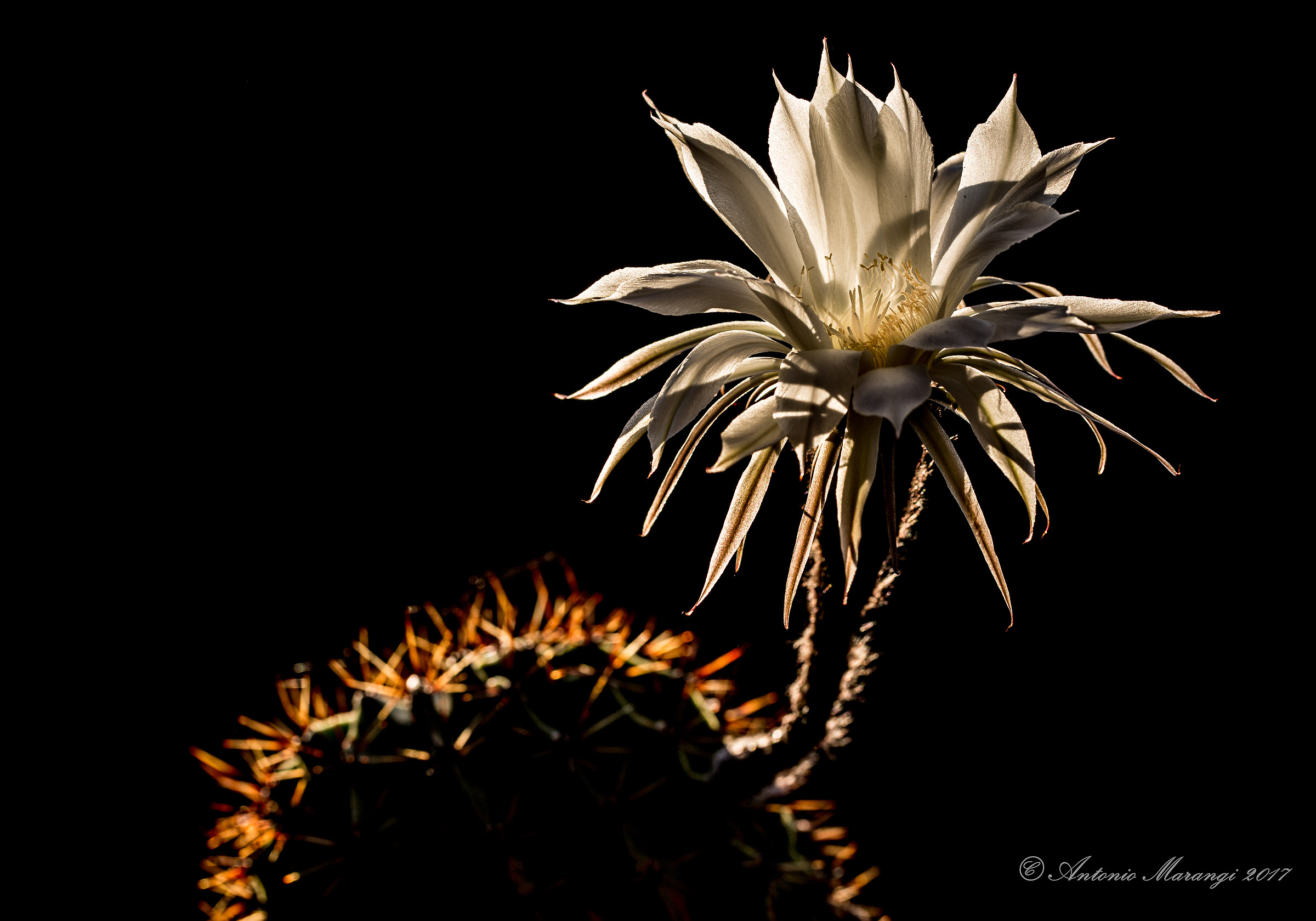 the last rays of the sun