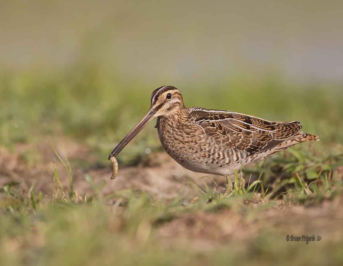 Snipe