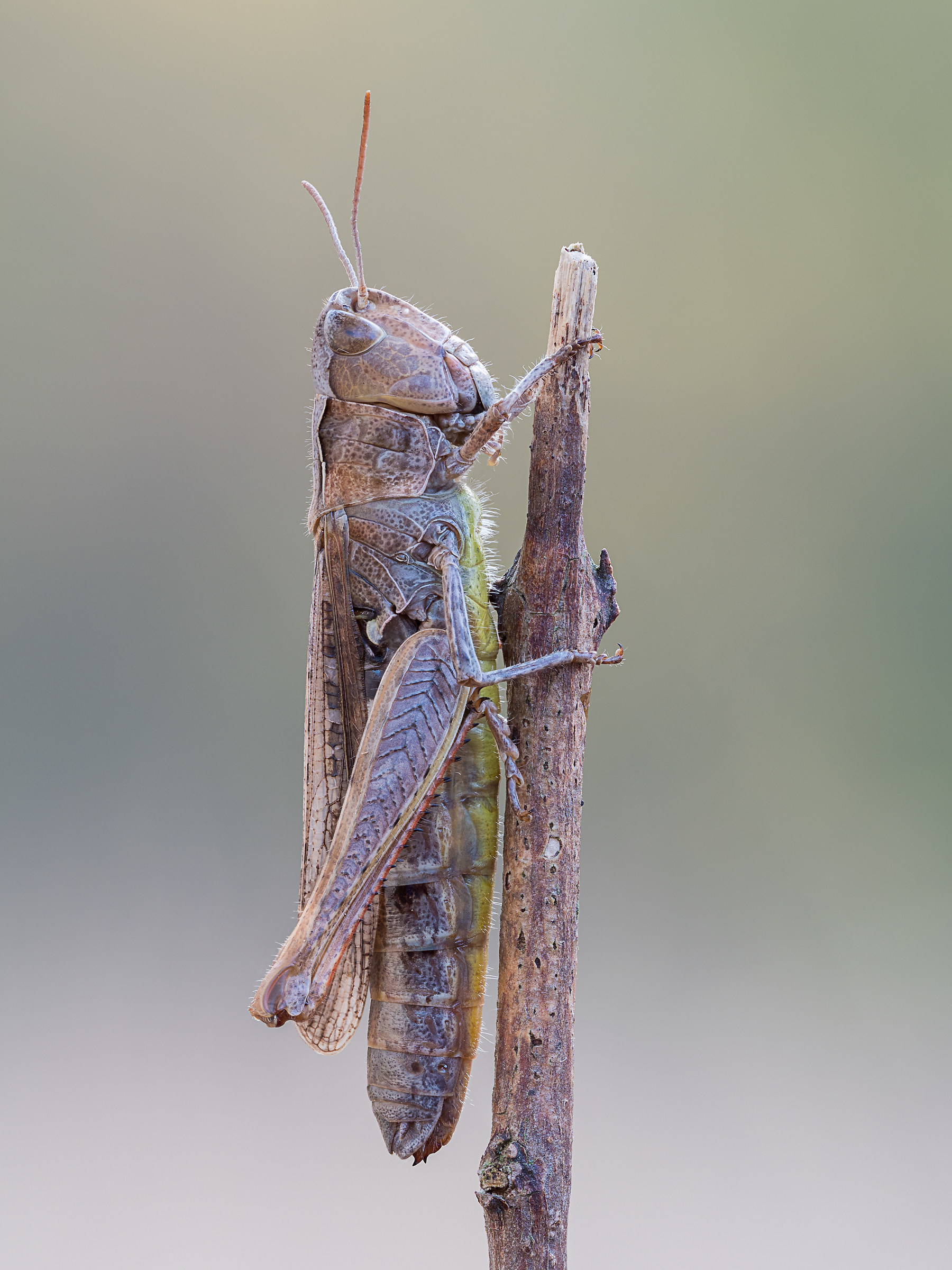 Chorthippus biguttulus