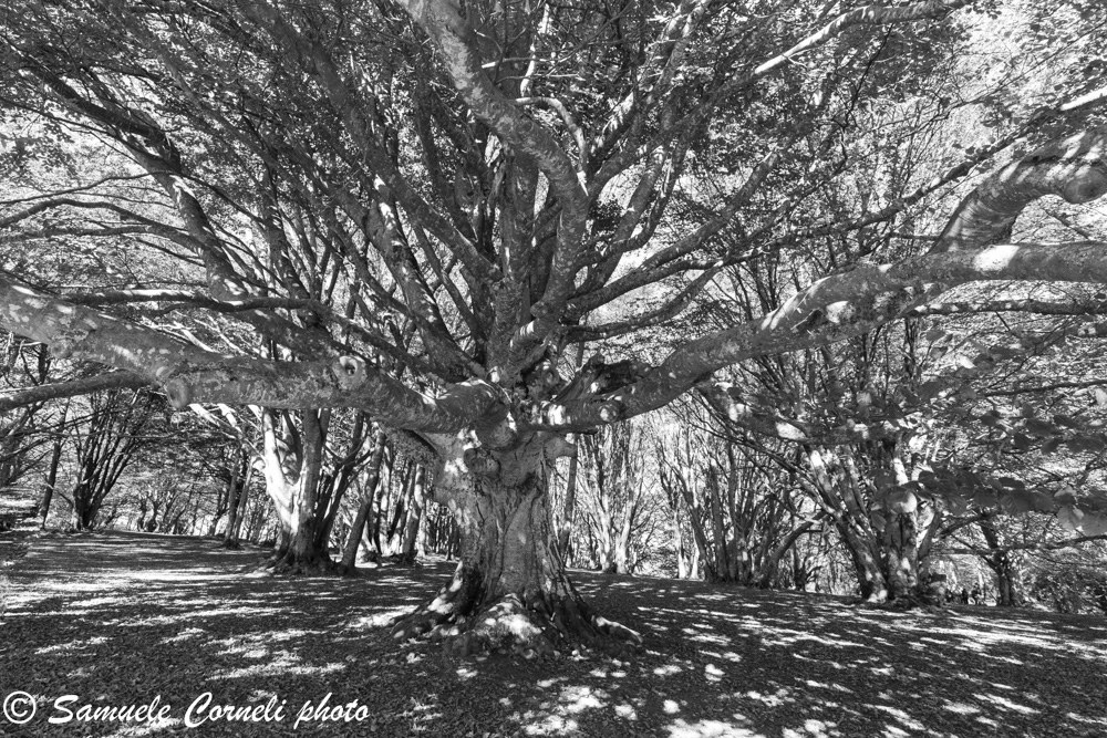 Canfaito the big beech