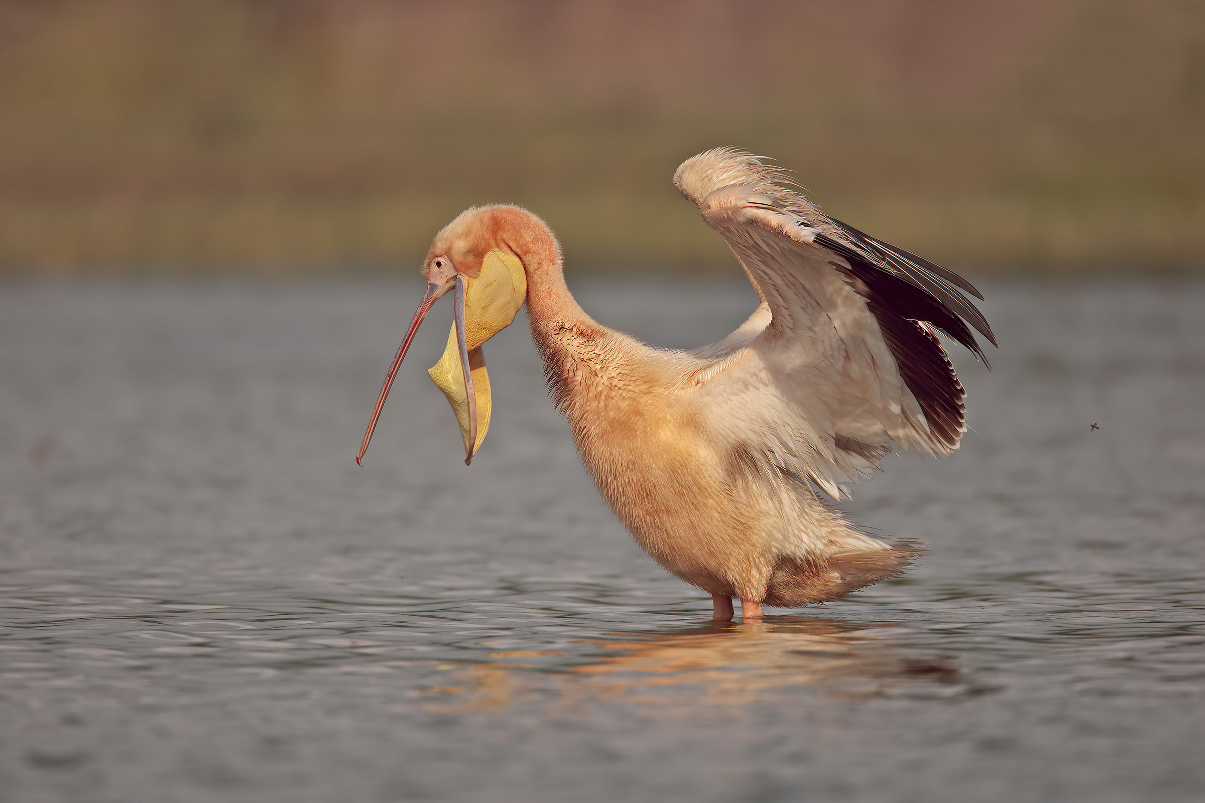 Common pelican