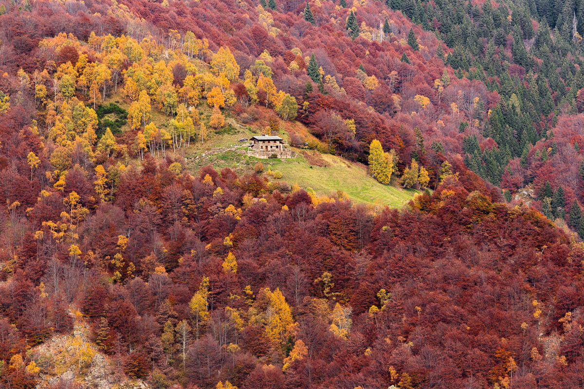 The cottage in the woods ...