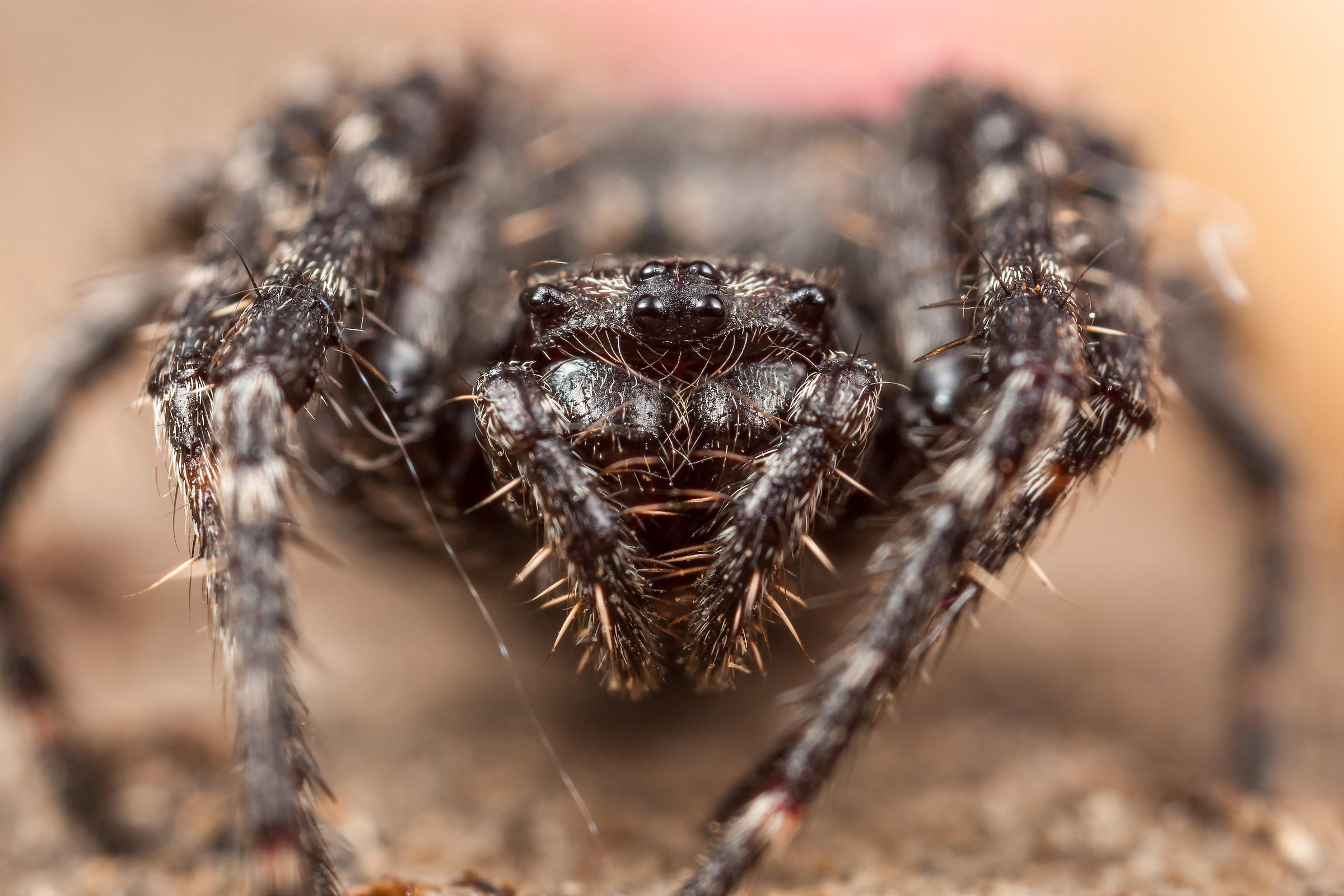 Femmina di Nuctenea umbratica