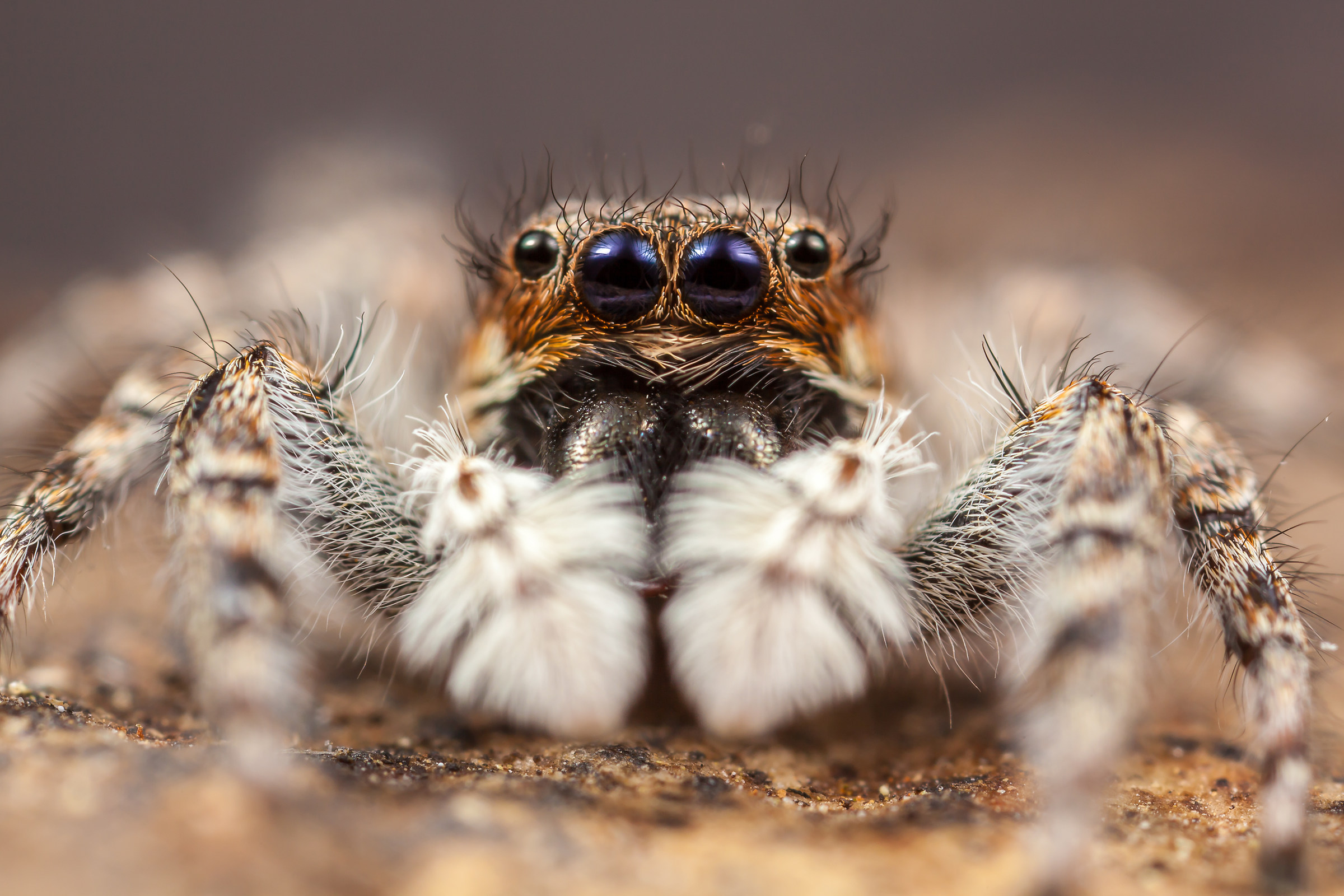 Menemerus semilimbatus female