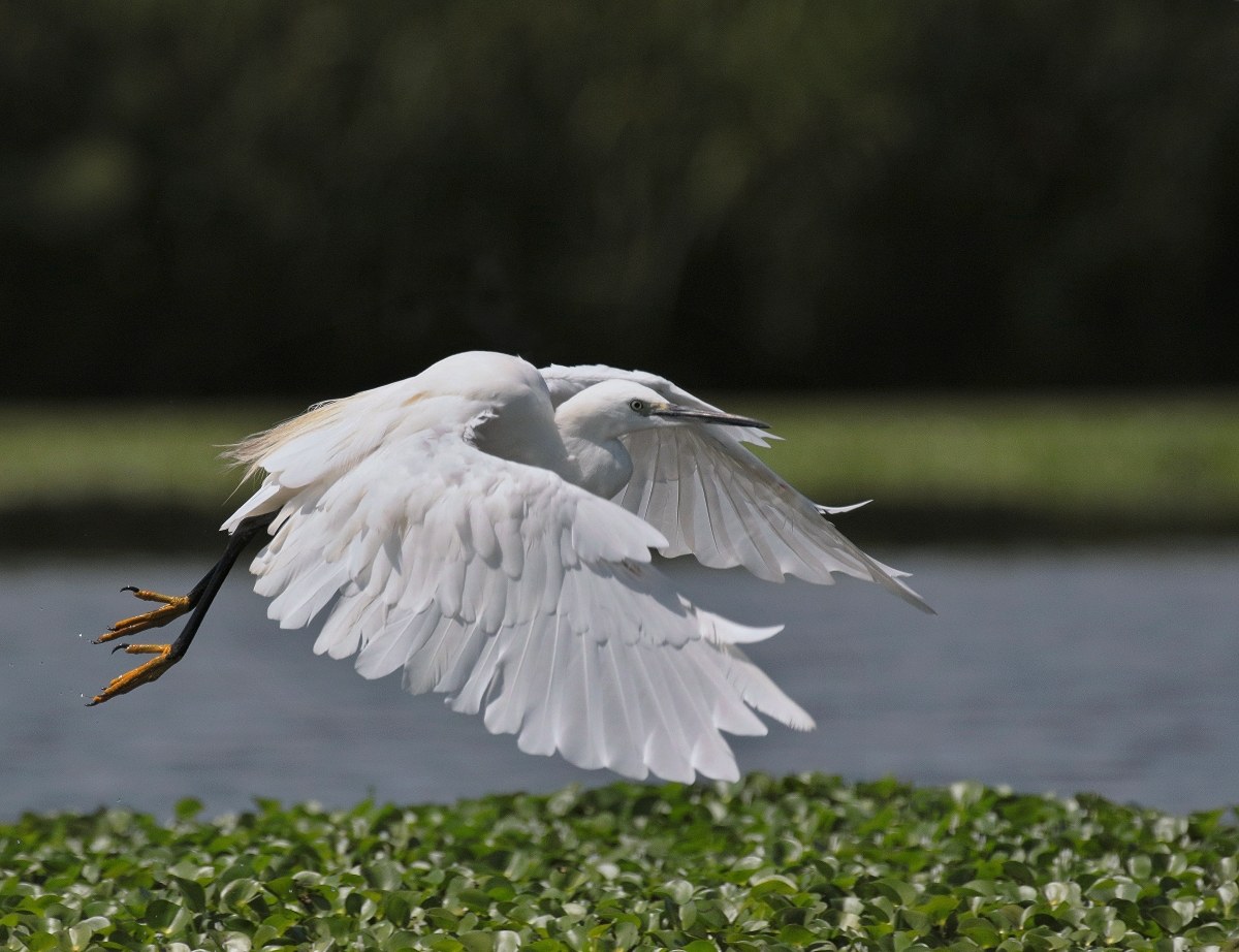 in flight on the fly !!