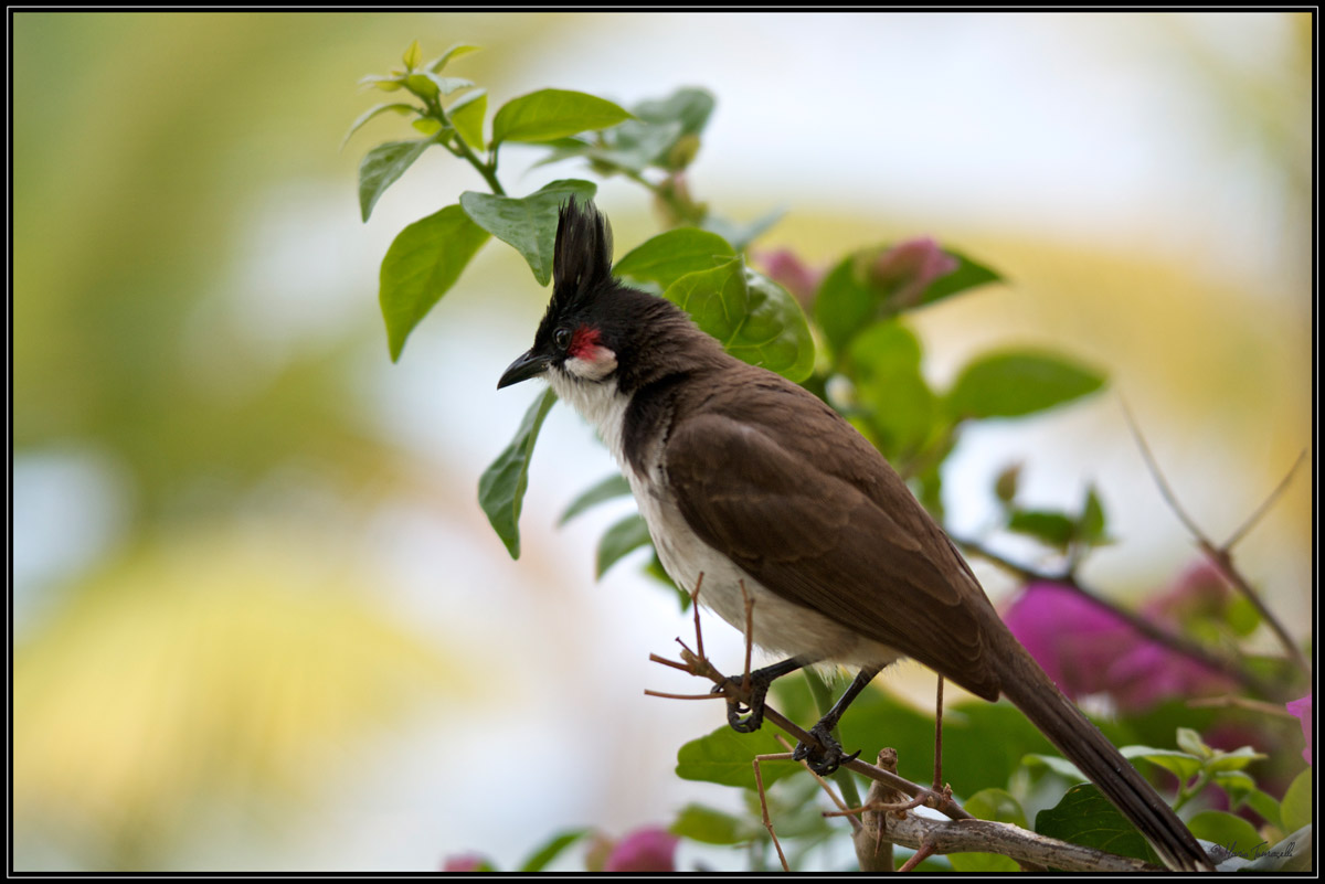 Red-whiskered Bulbul - Mauritius