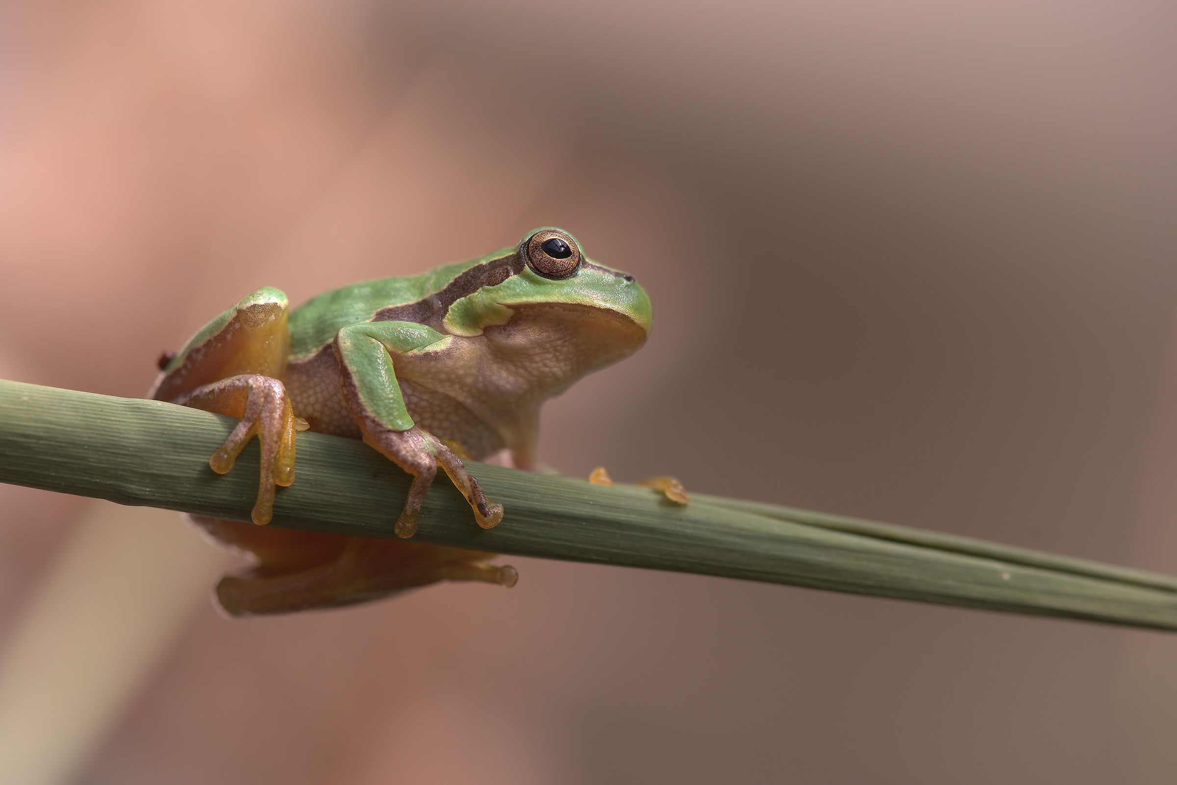 Tree Frog