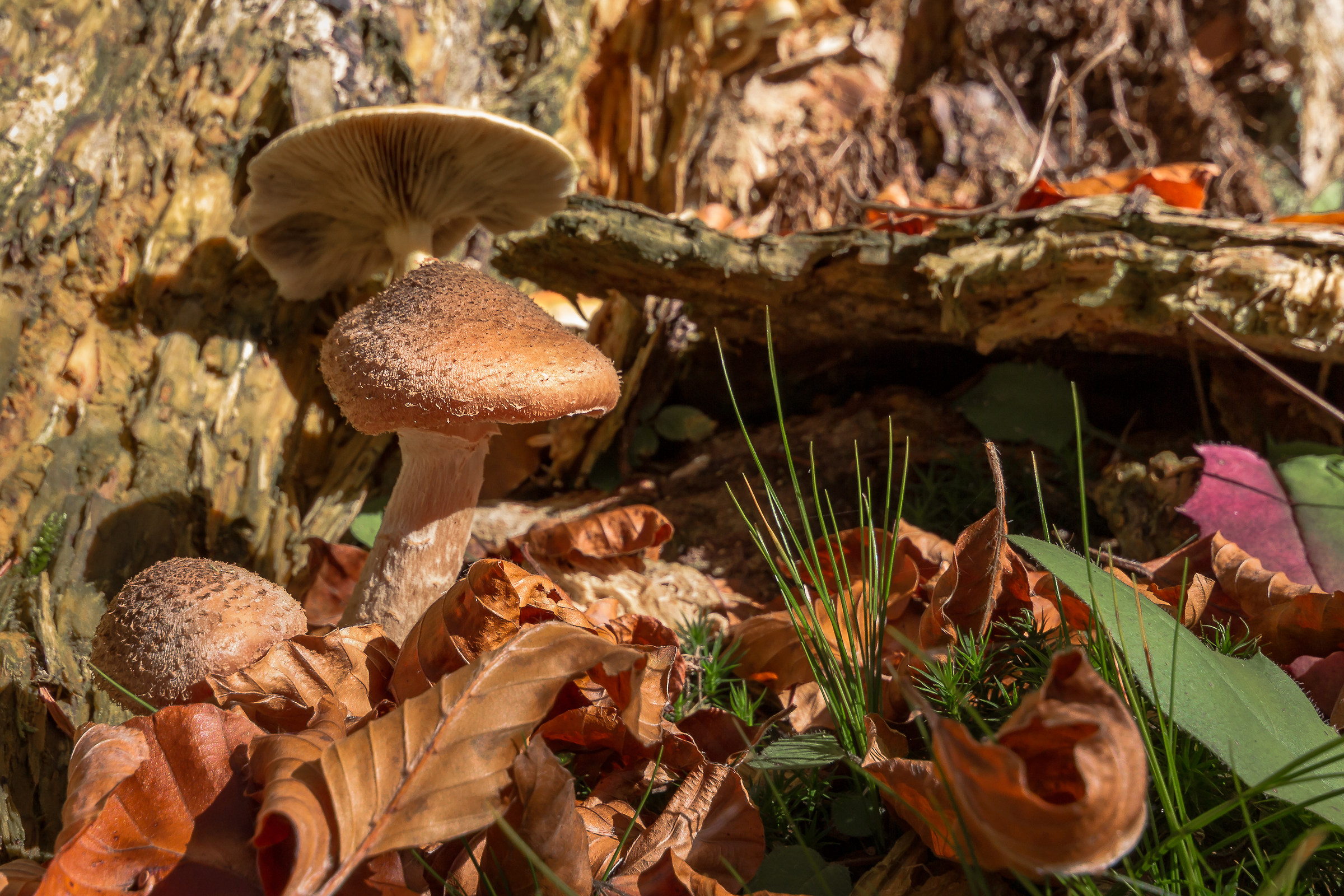 The gift of the forest