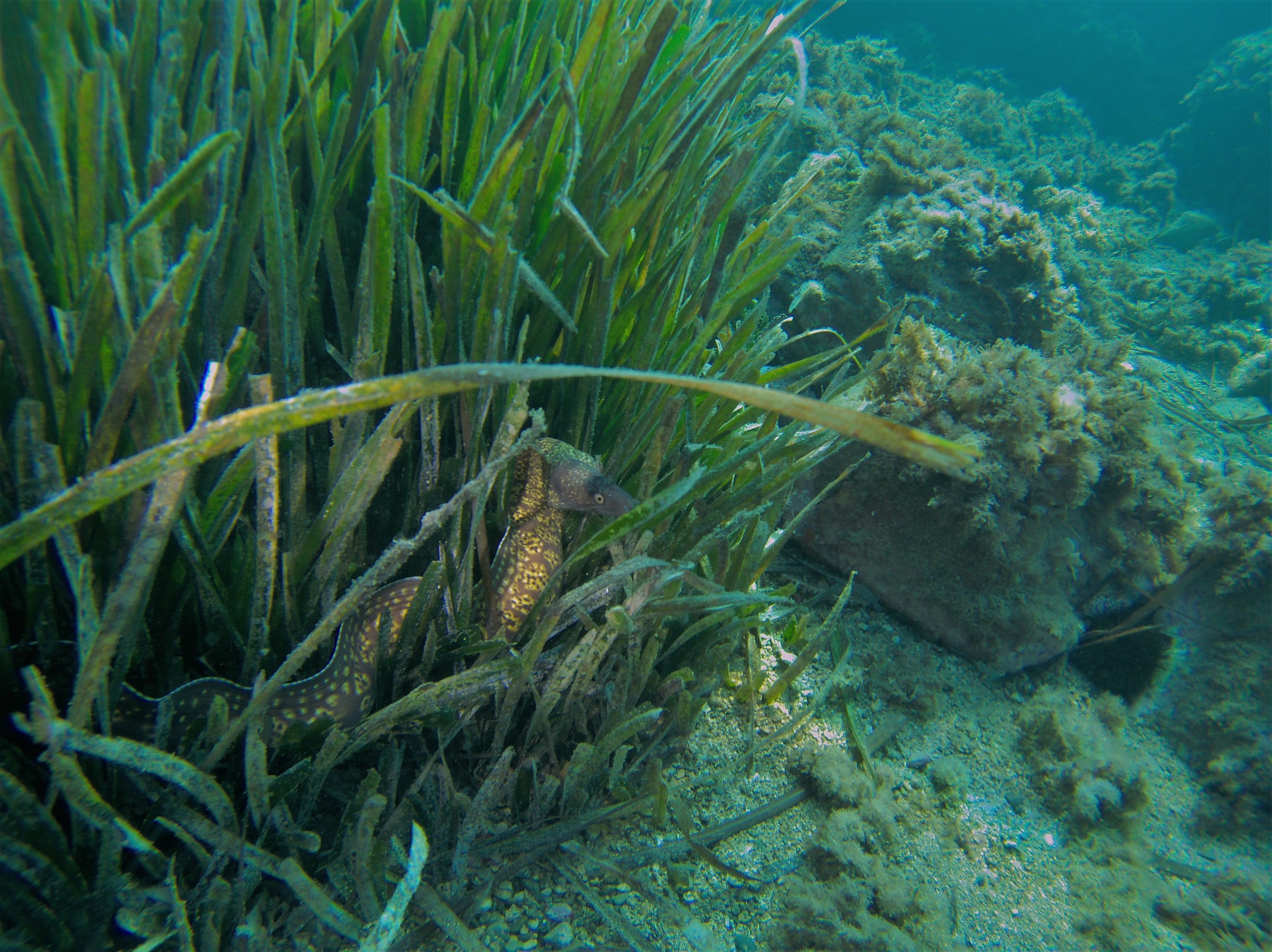 fo 'pretending not to be there