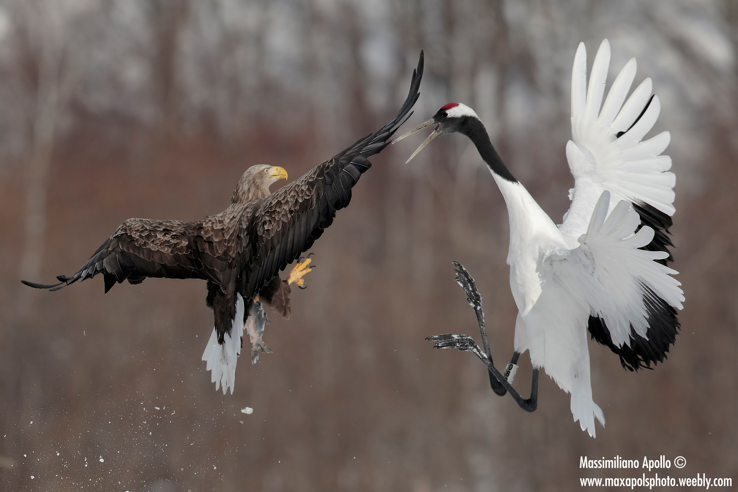 fights between the ice ...