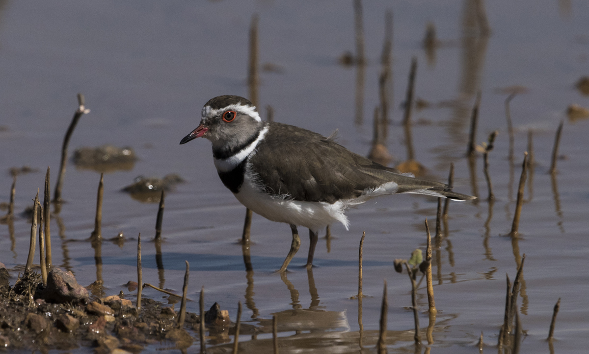 Lago Massiwa - Asmara - Eritrea