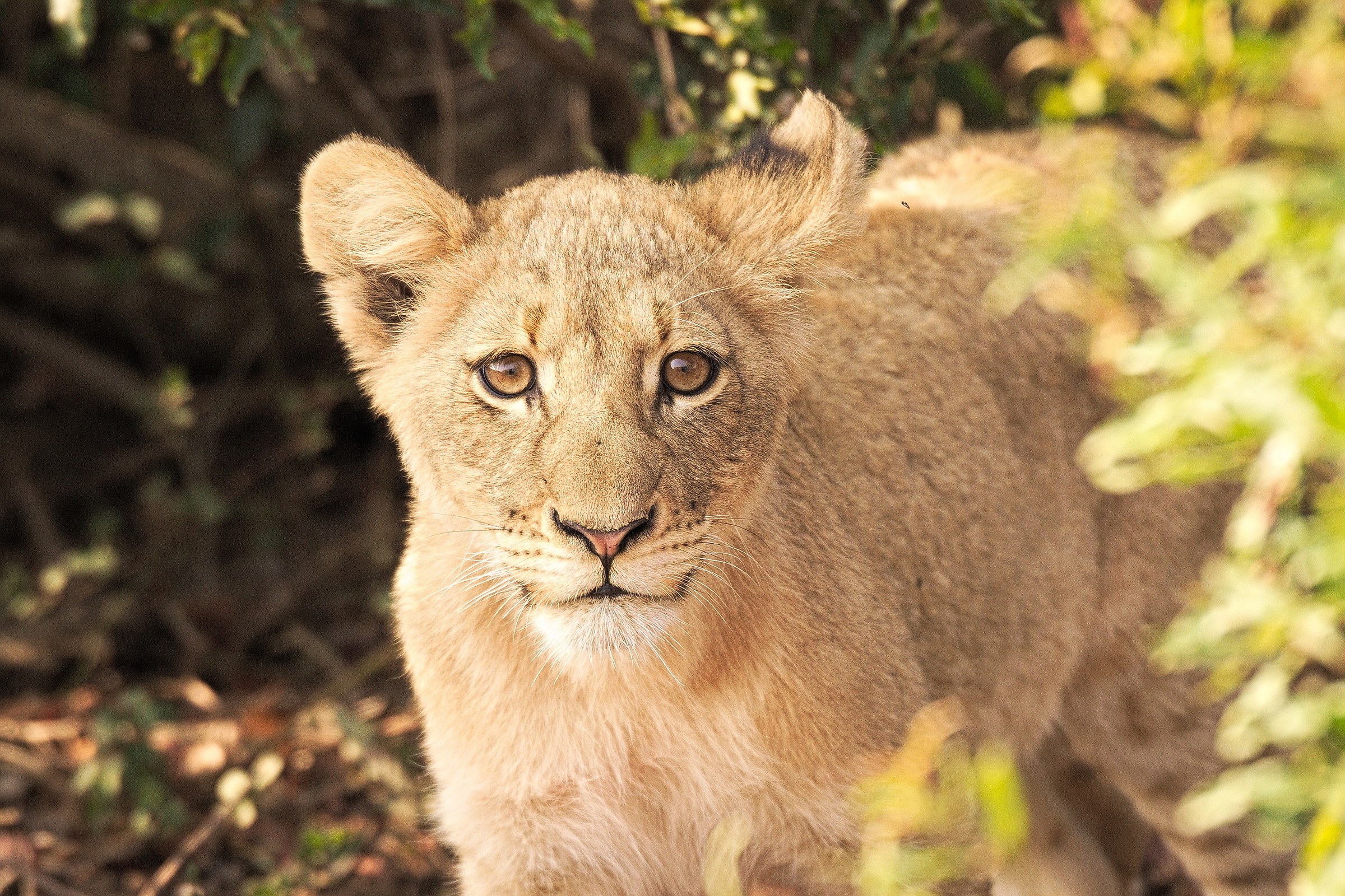 A look out of the den