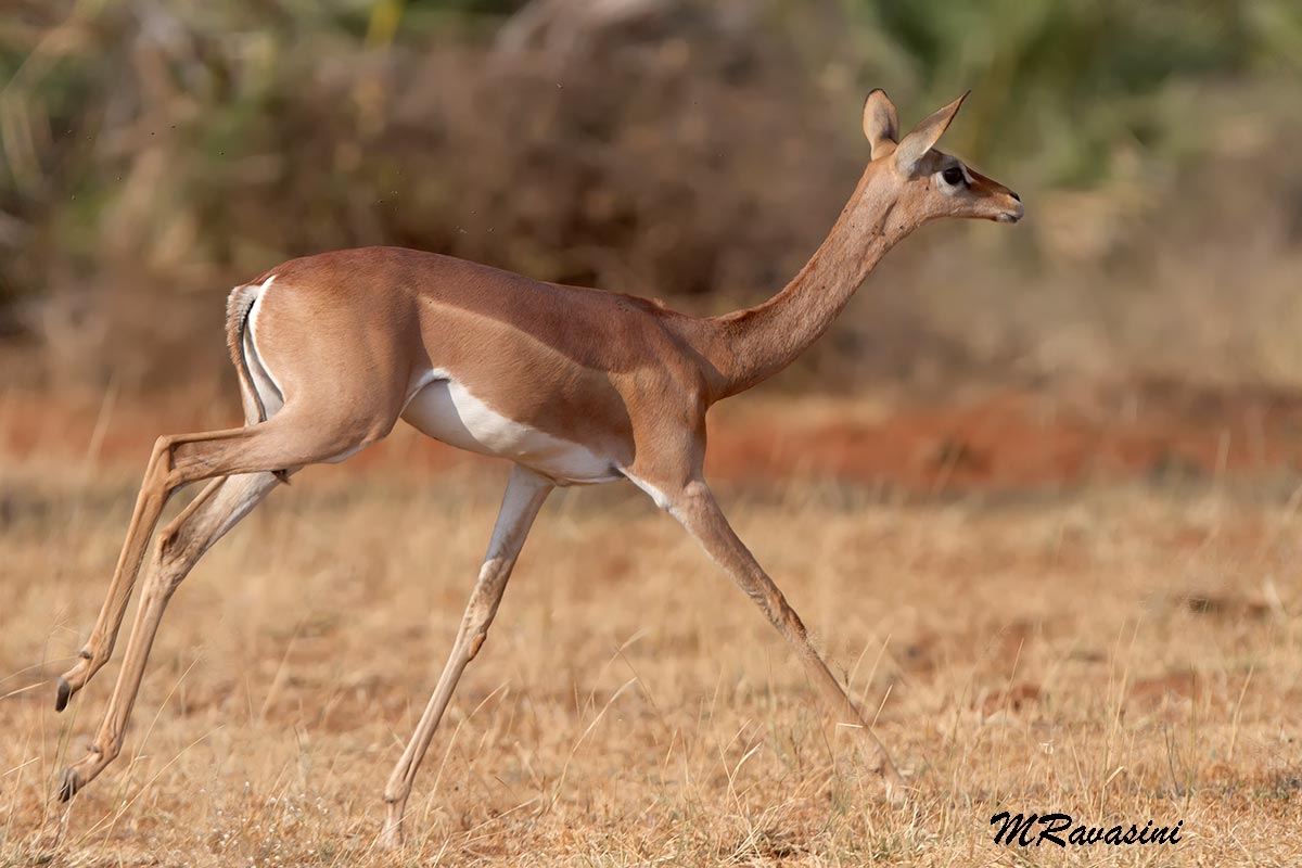 Female Gerenuk