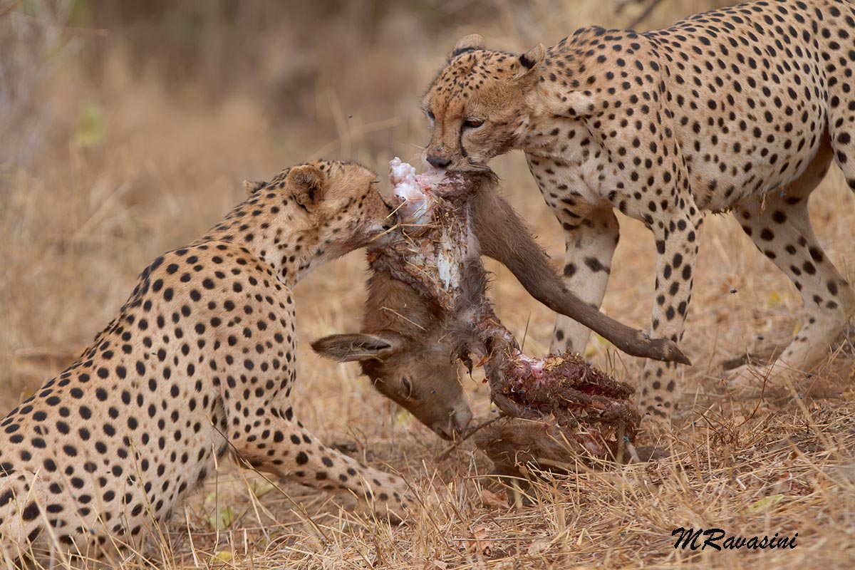 Cheetahs share a young cobo from the ellipse