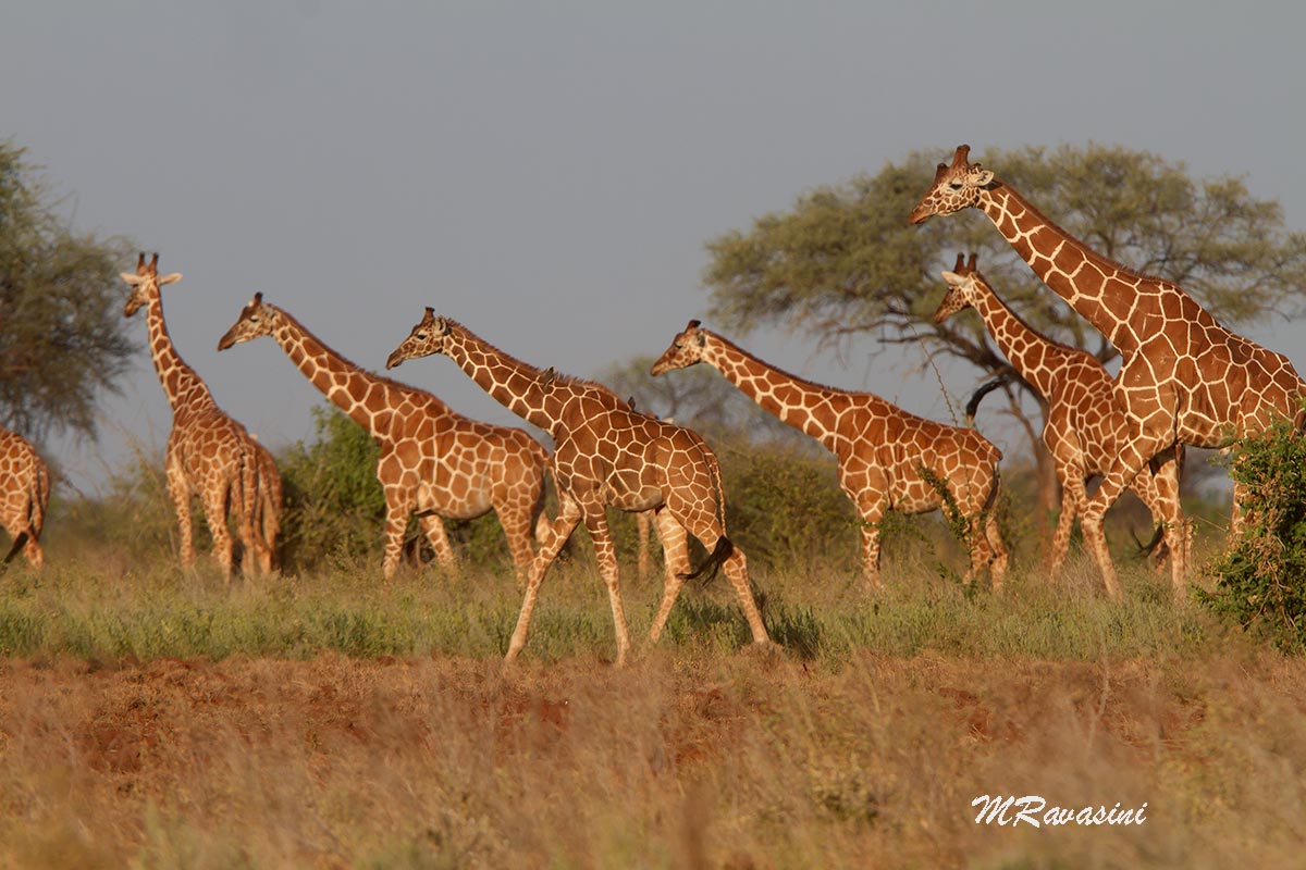 cross-linked giraffes