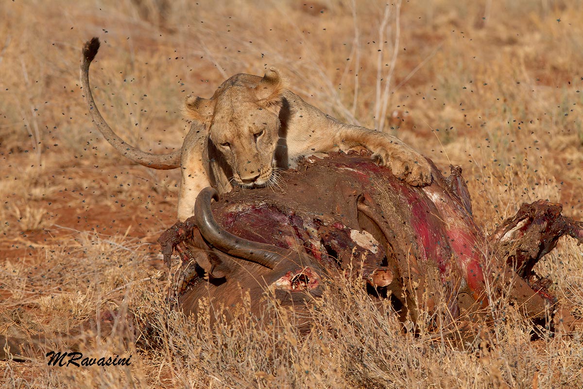 Leonessa at the attack of the prey, a buffalo