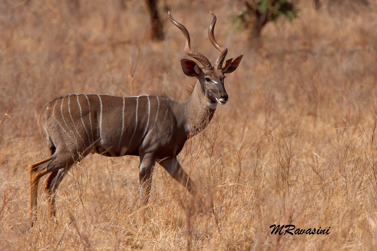 Kudu lesser male