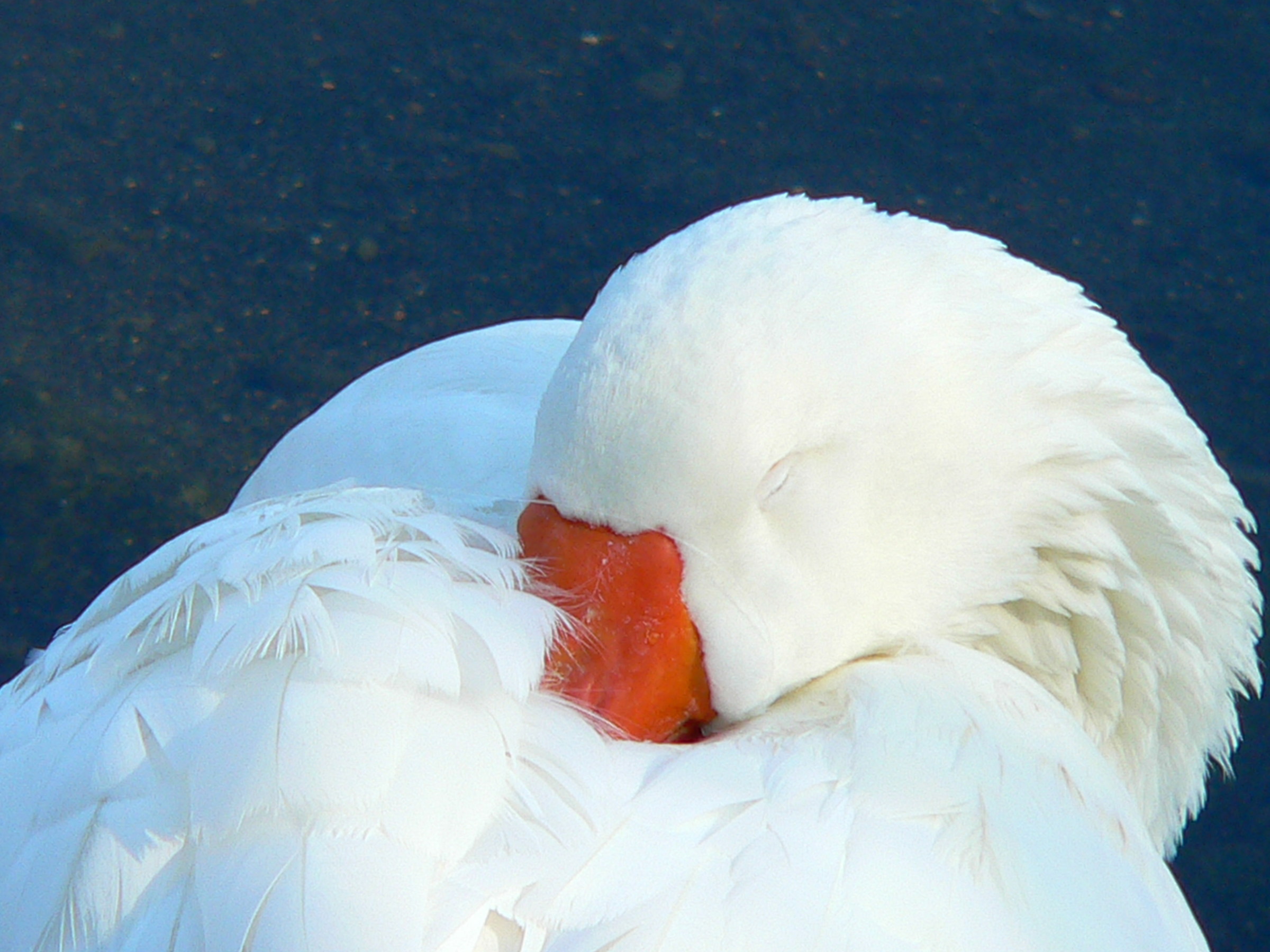 Mi vergogno un po'...