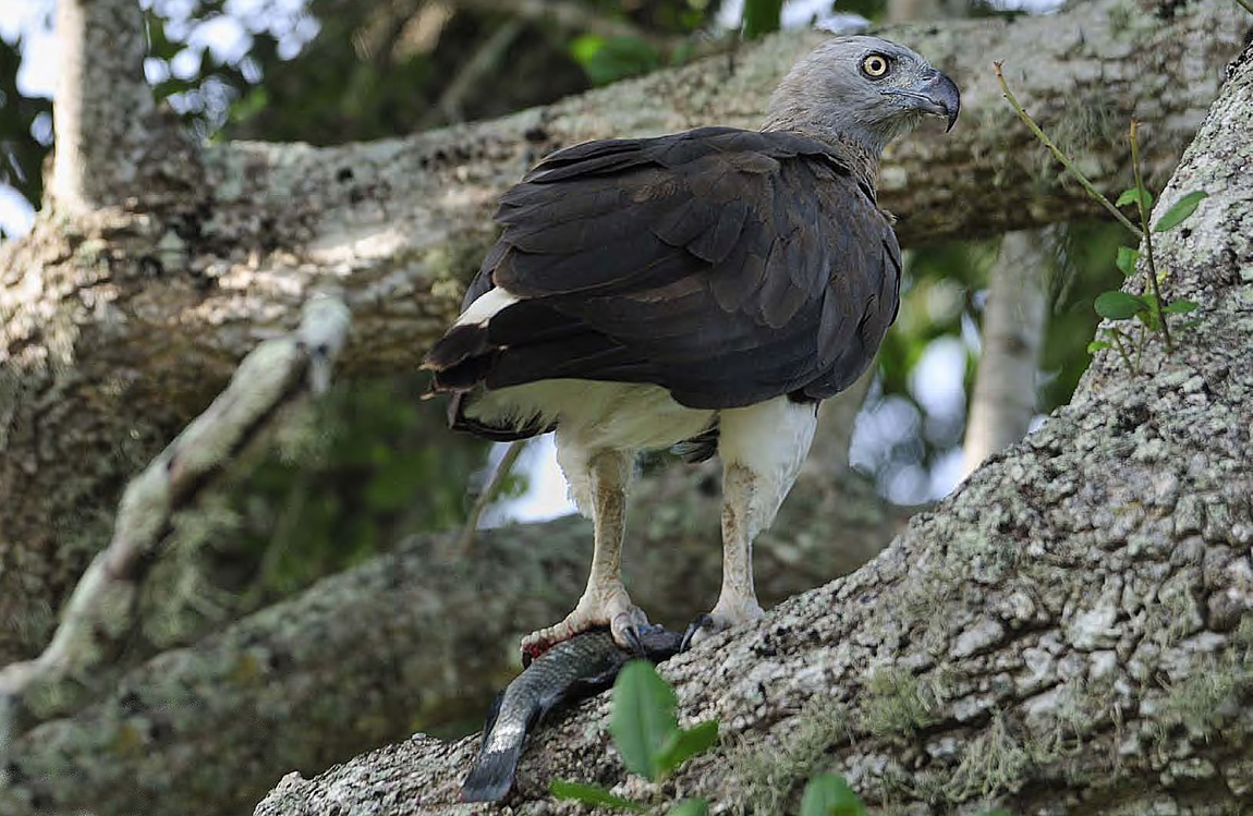 Aquila Pescatrice dalla testa grigia