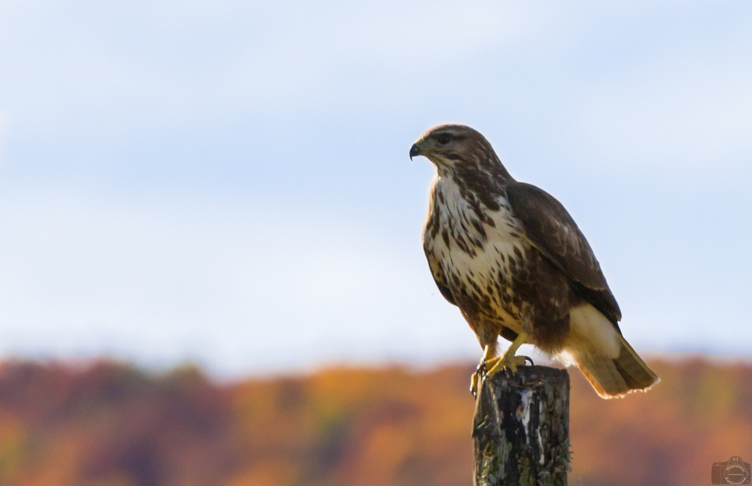 Barking in Autumn ..