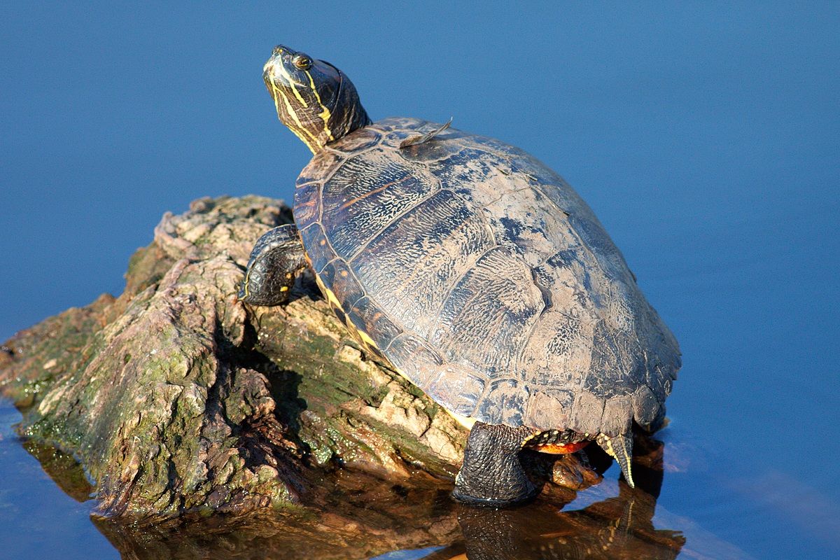 L'inquilino quasi indesiderato