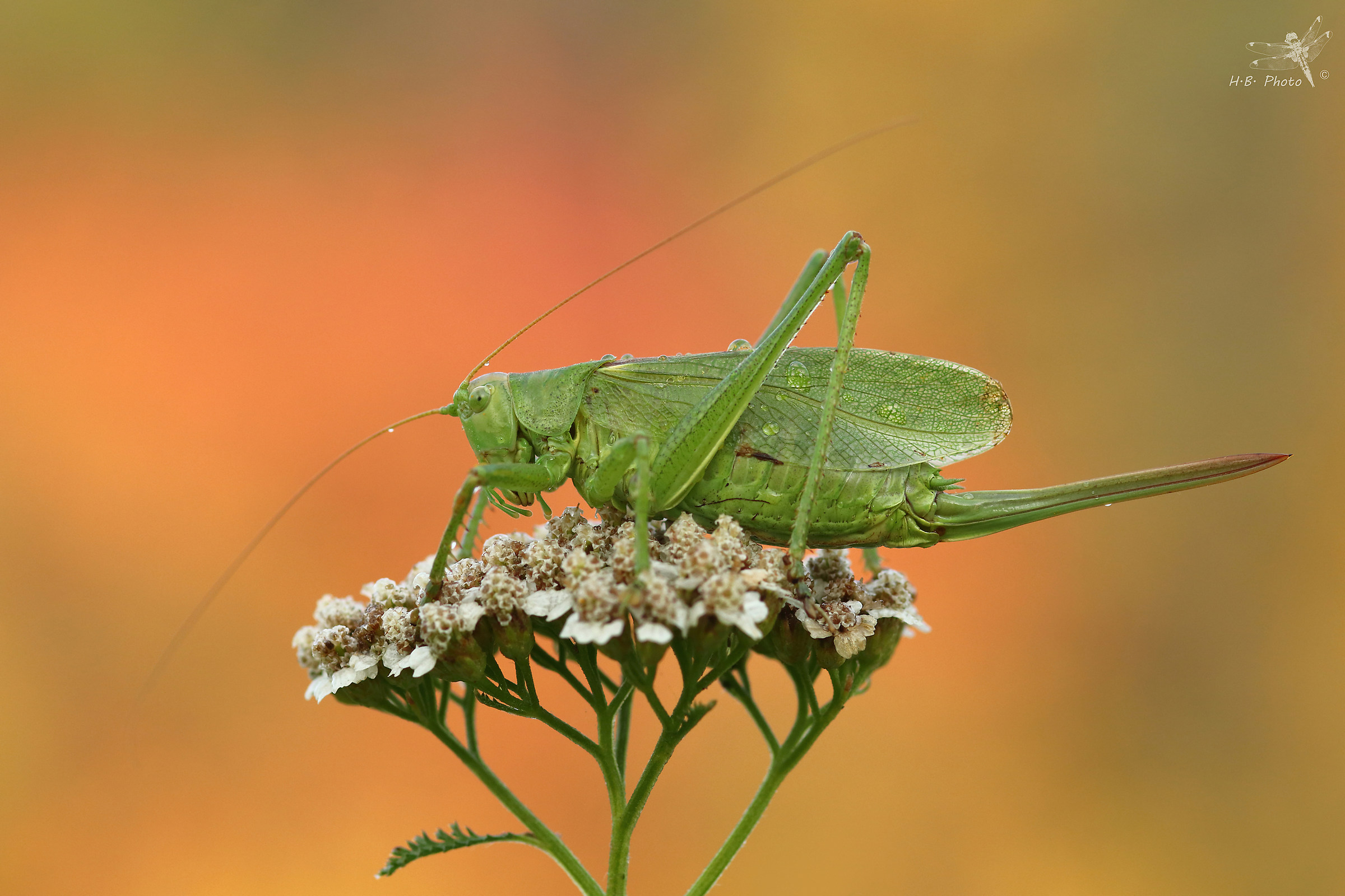 Tettigonia cantans , female