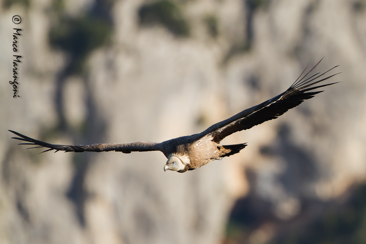 grifone - settembre 2012 - Verdon