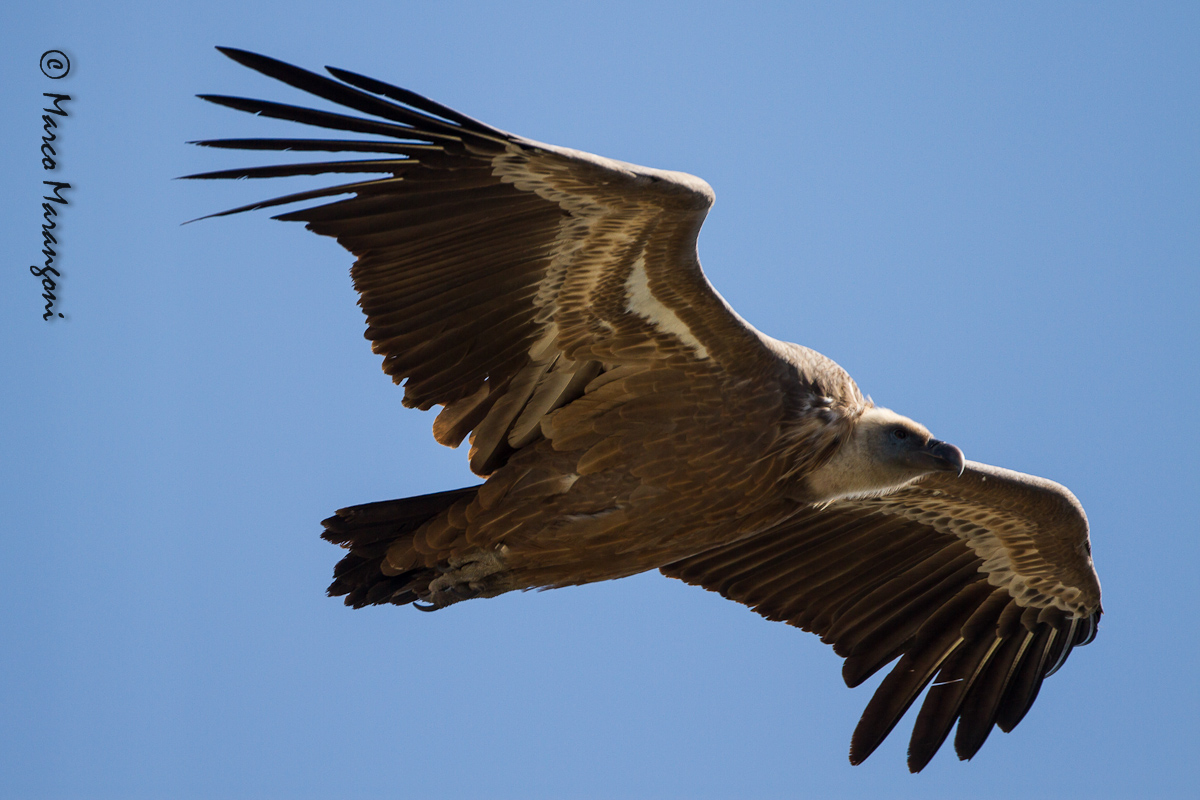 grifone - settembre 2012 - Verdon