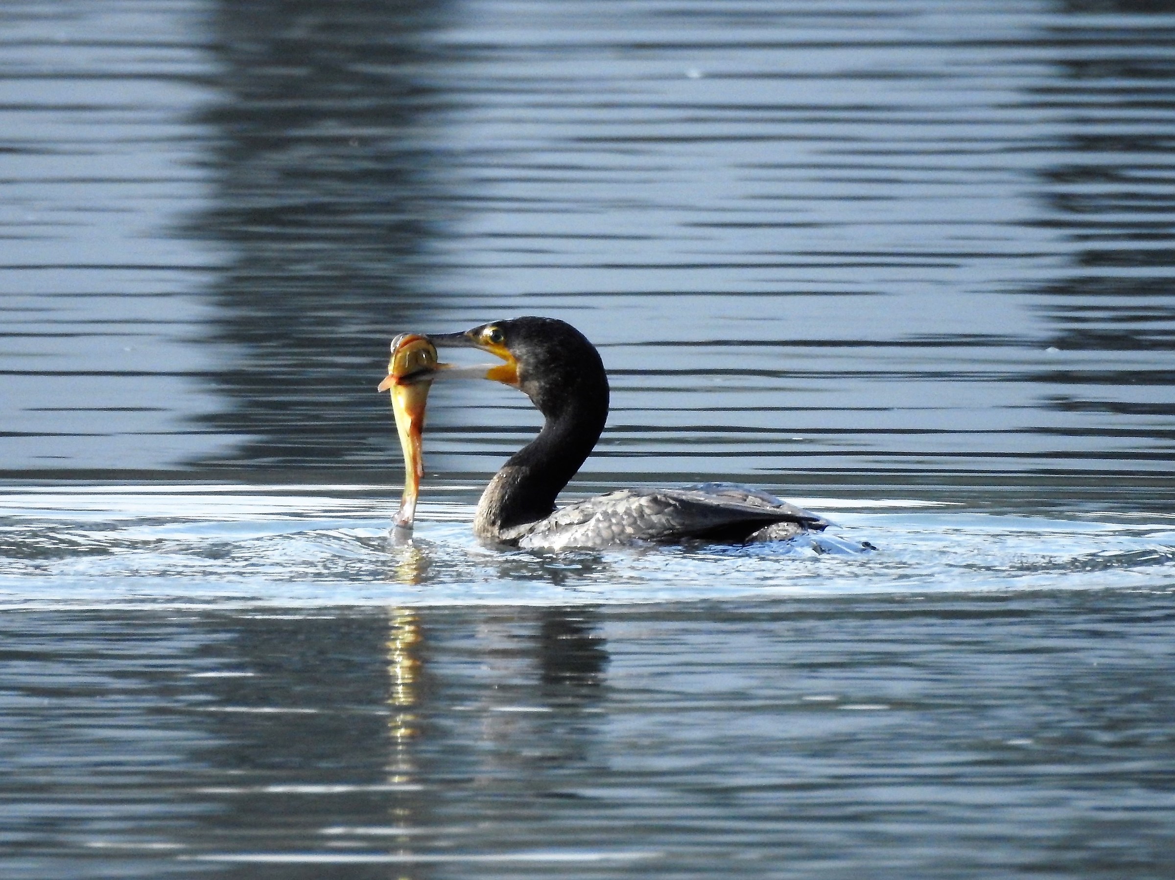 cormorano in caccia