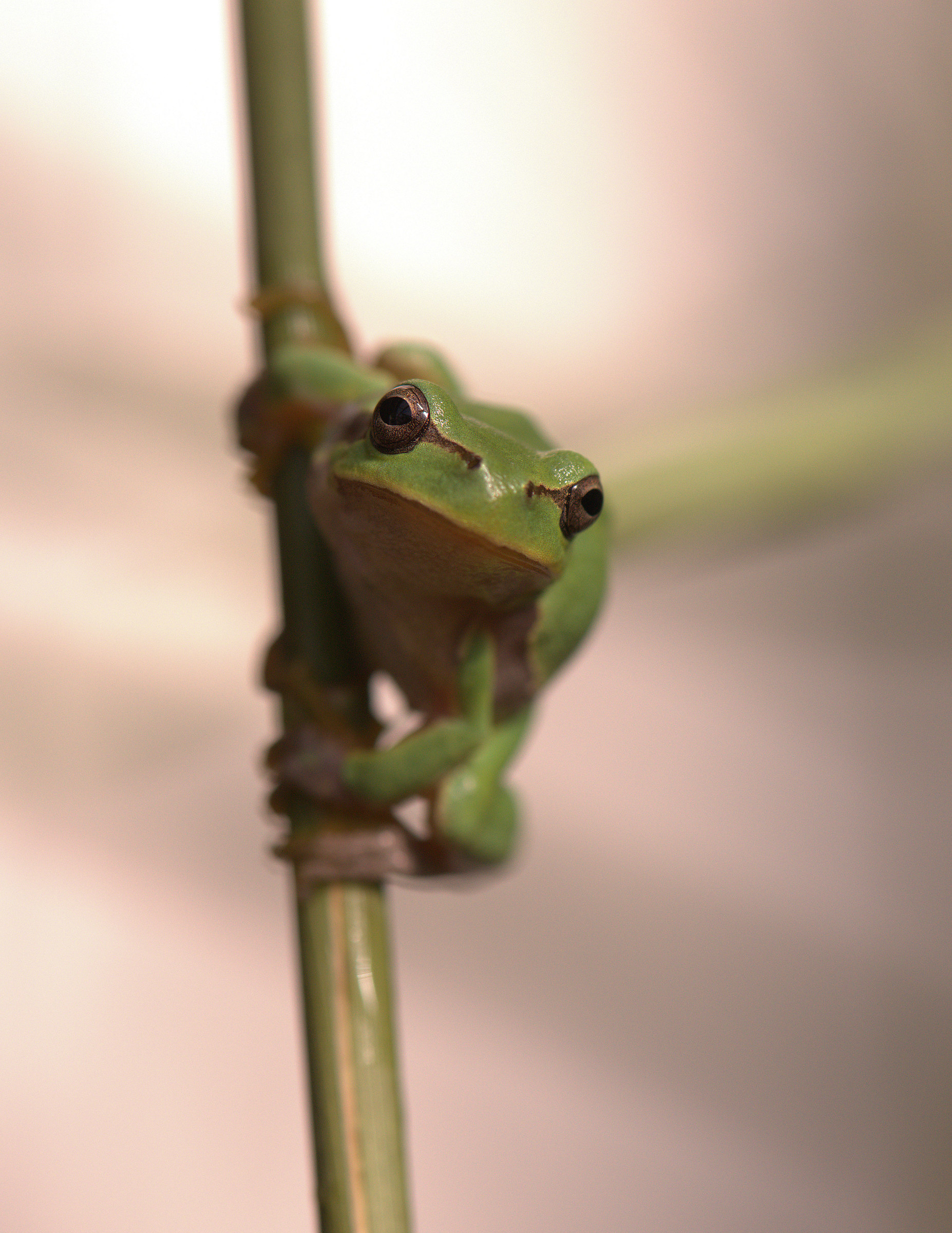 Tree Frog