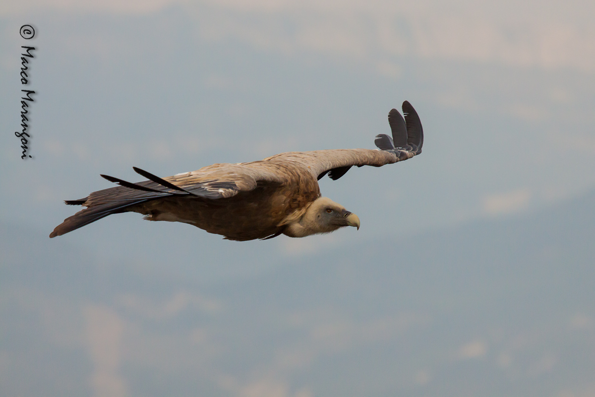 grifone - settembre 2012 - Verdon