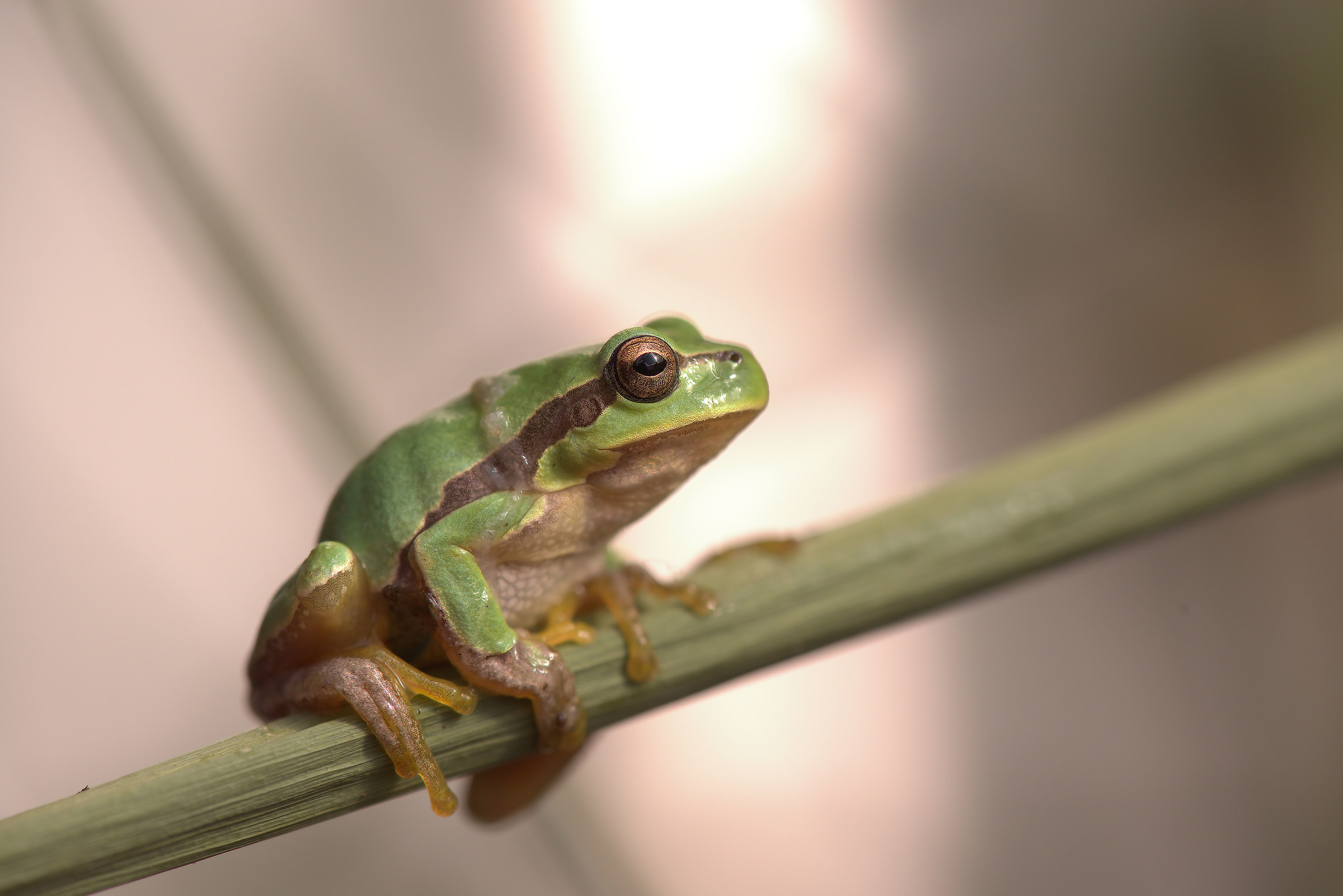 Tree Frog