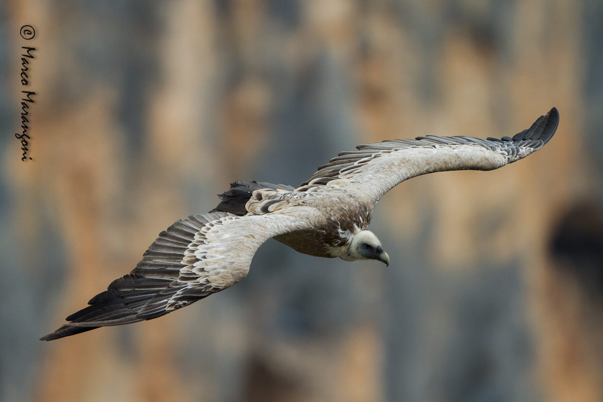 grifone - settembre 2012 - Verdon