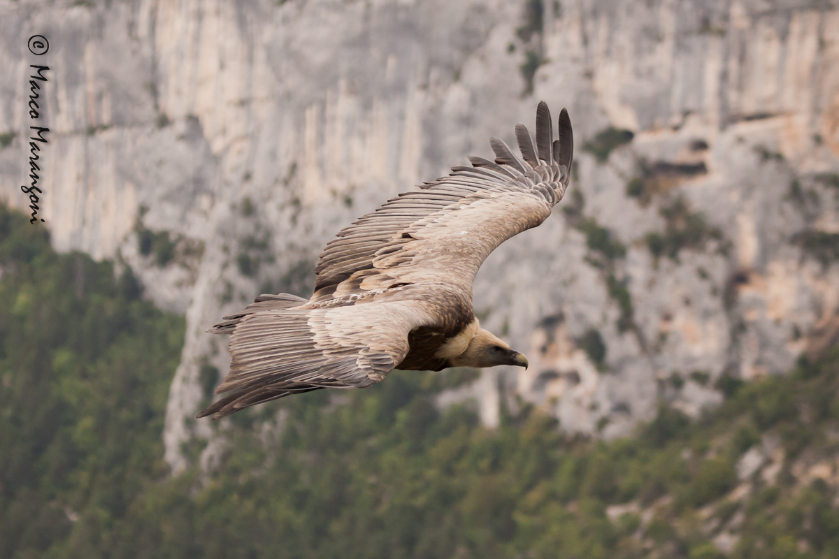 grifone - settembre 2012 - Verdon